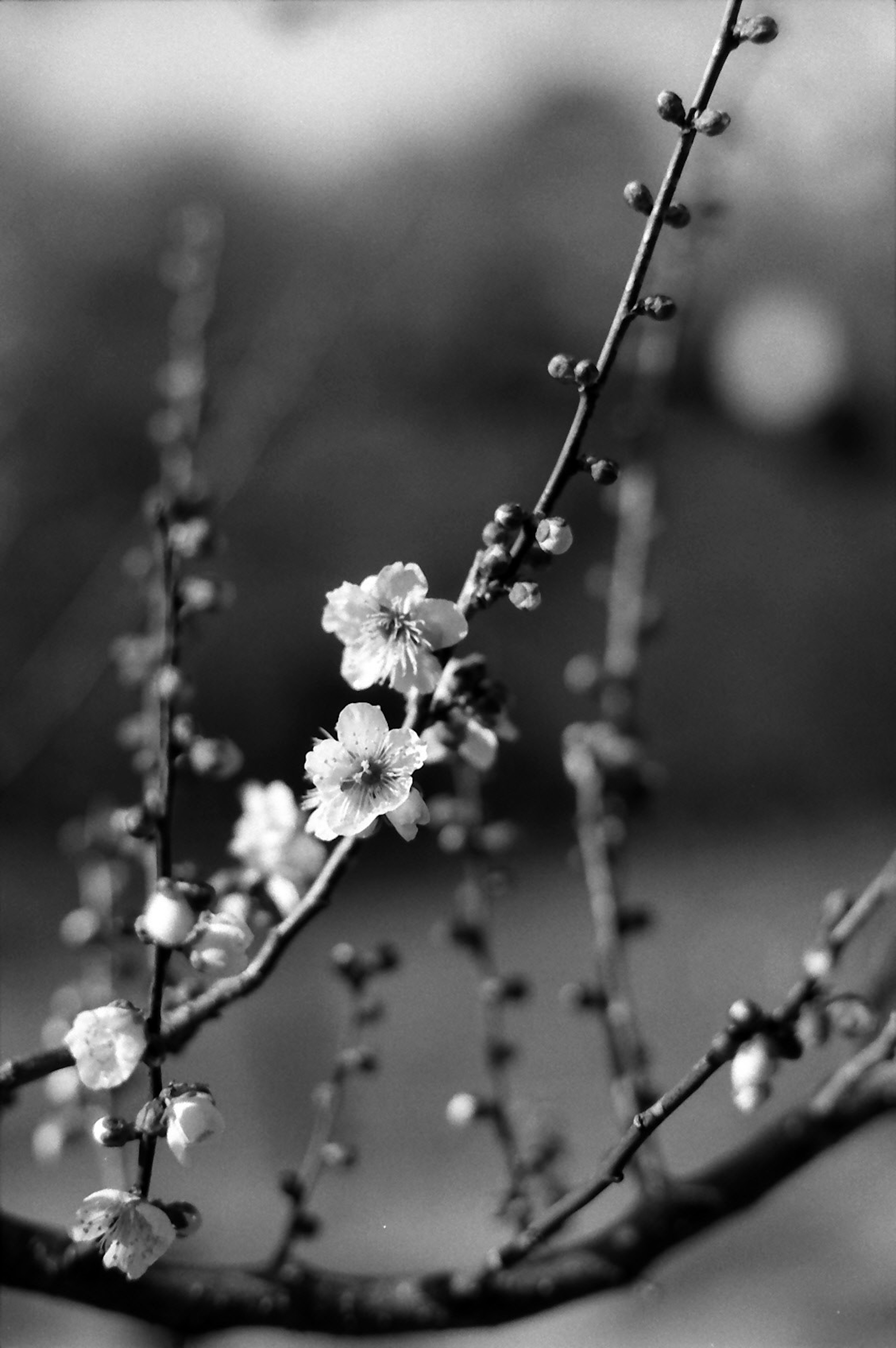 Primo piano di fiori di pruno in fiore su un ramo in bianco e nero