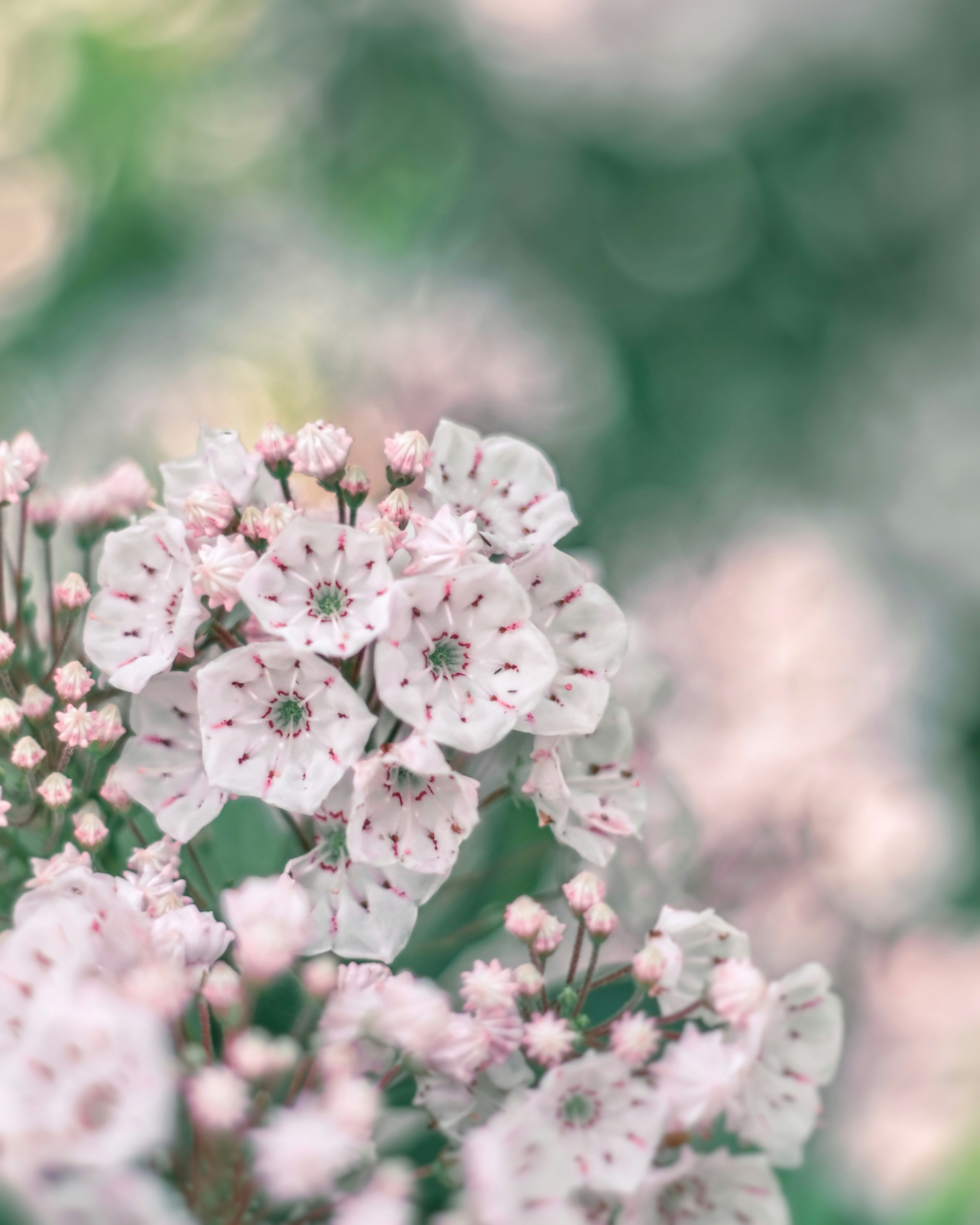 Close-up bunga pink lembut dengan latar belakang hijau yang lembut