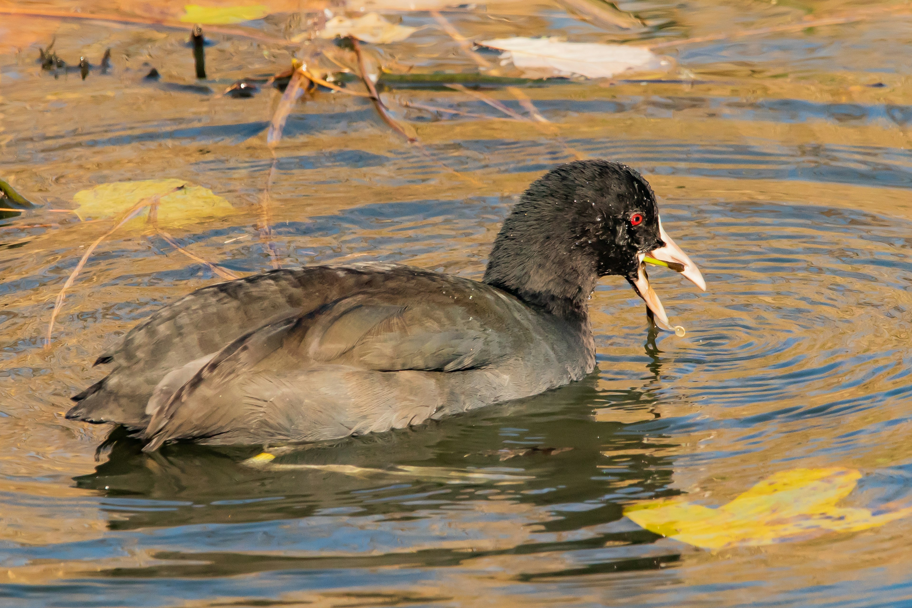 Un oiseau de la famille des râles cherchant de la nourriture dans l'eau