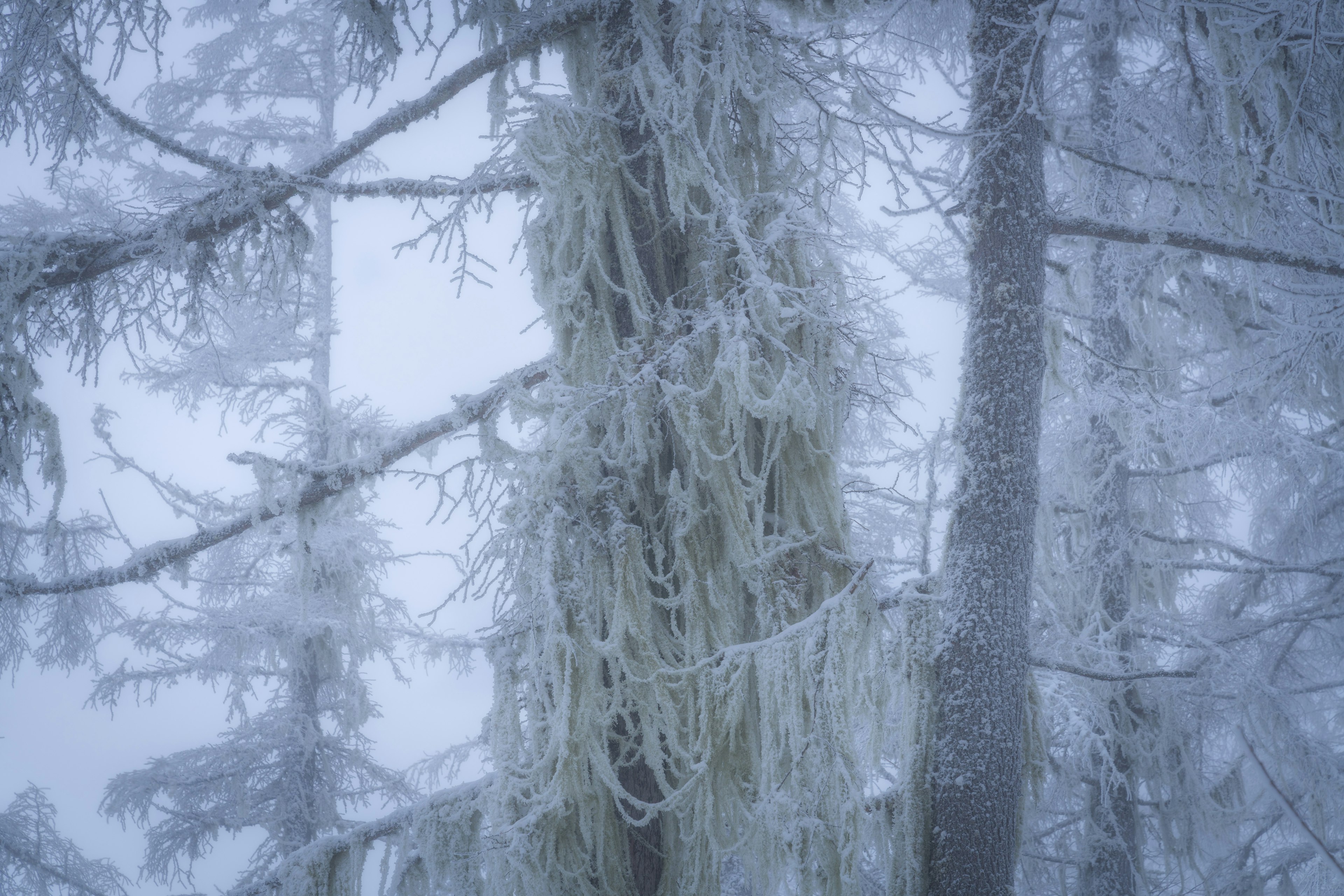 Foggy forest scene with ice-covered trees and unique white moss