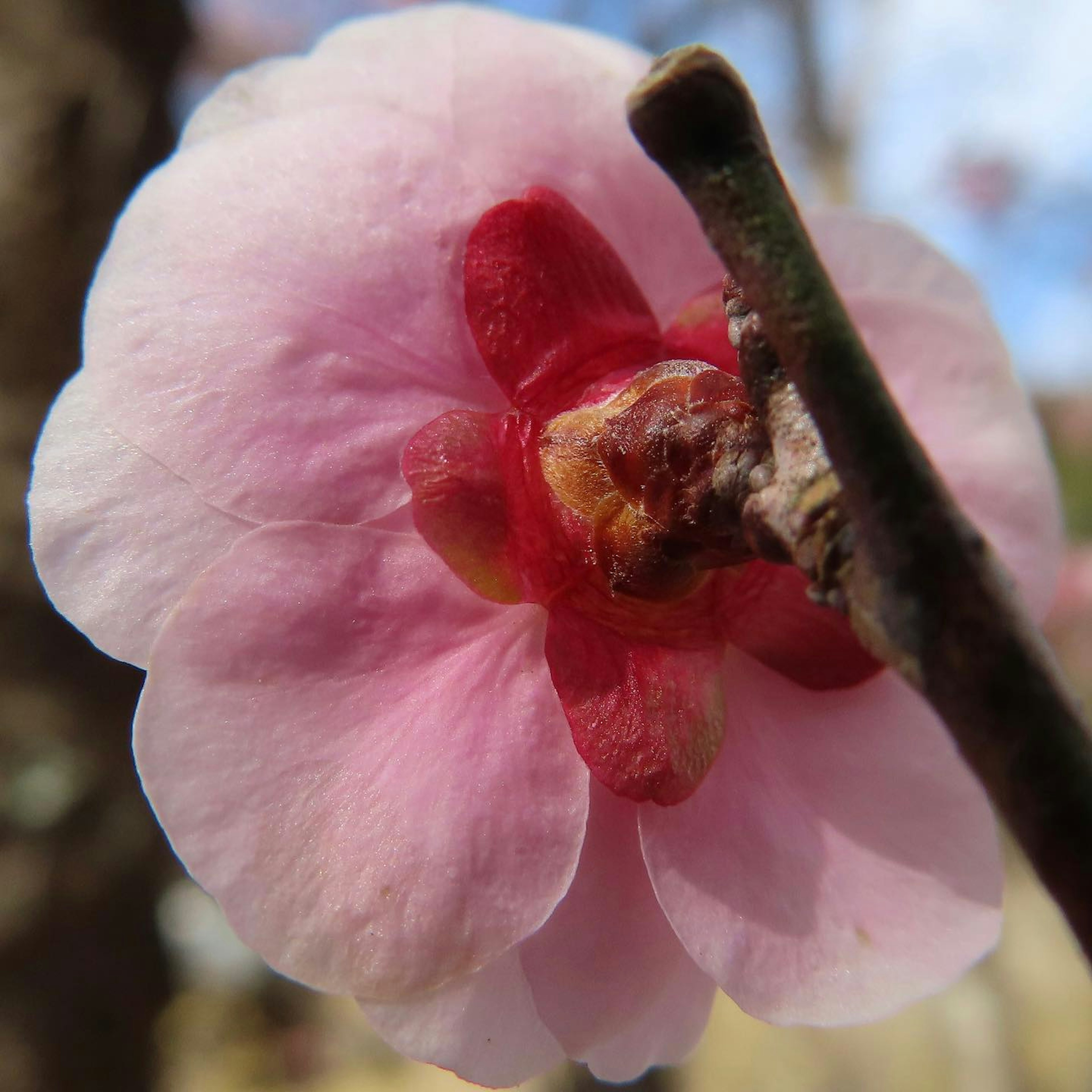 Nahaufnahme einer rosa Pflaumenblüte mit rotem Zentrum