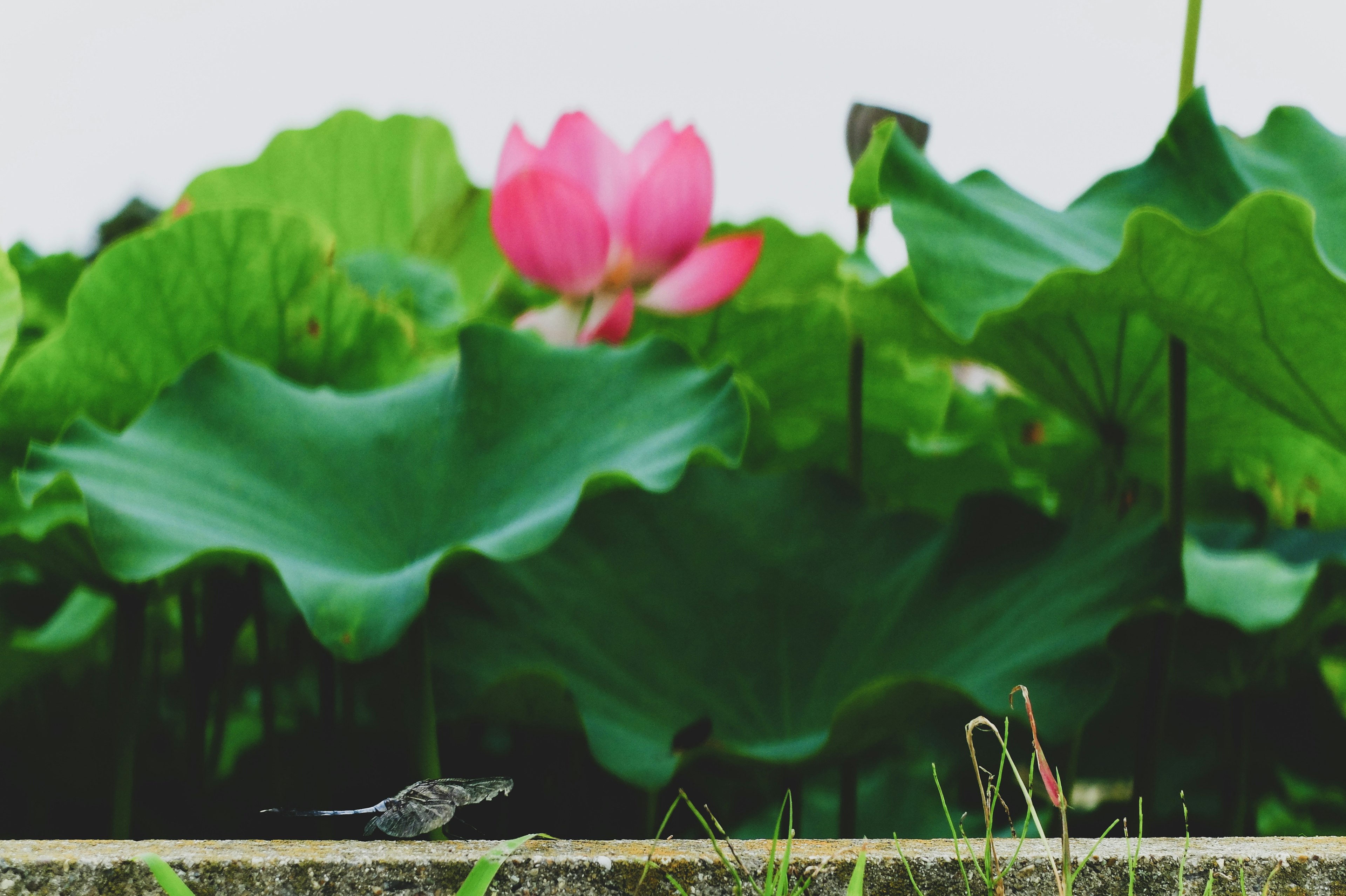 緑の葉の間に咲くピンクの蓮の花と小さな鳥