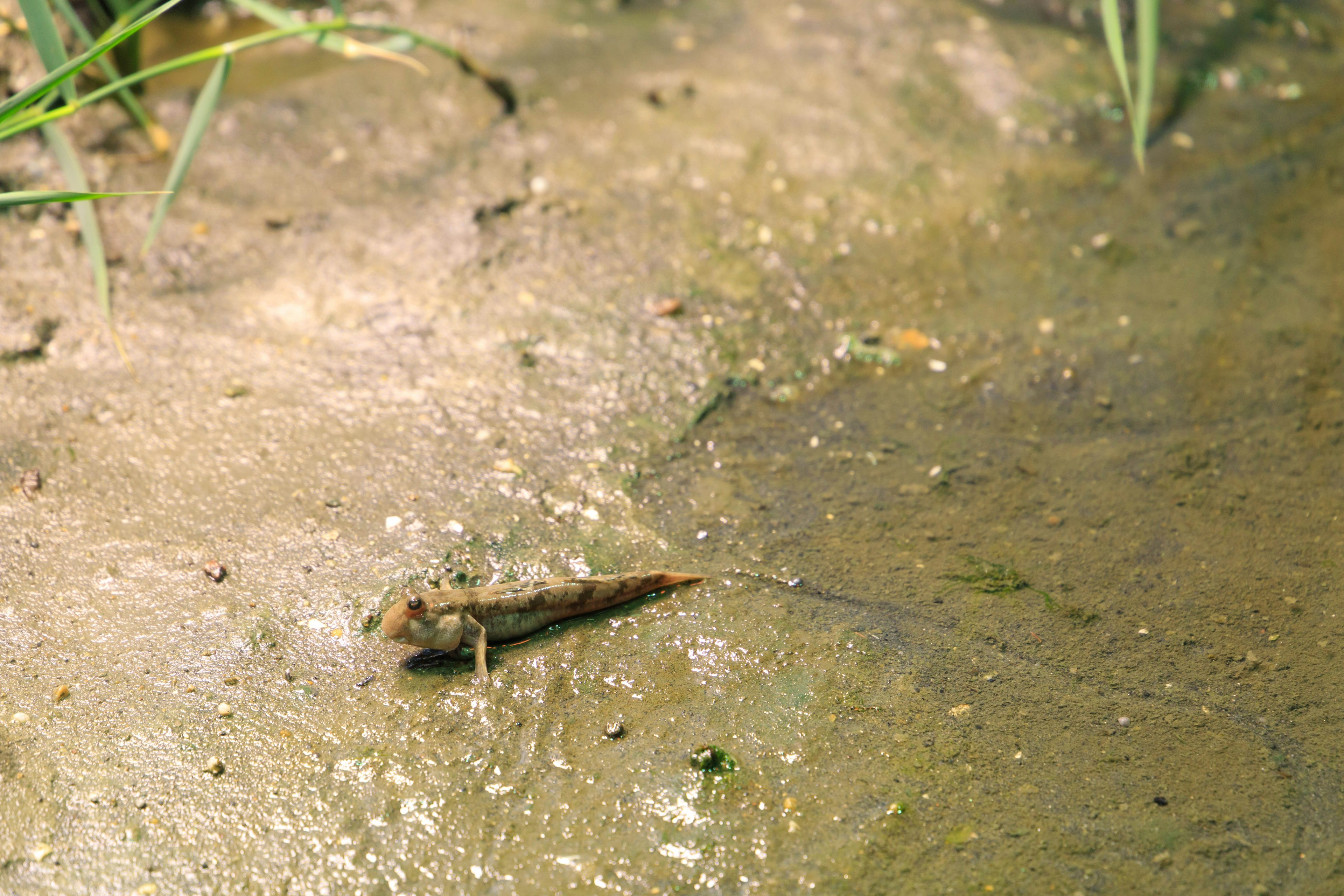 Small fish-like creature in muddy wetland