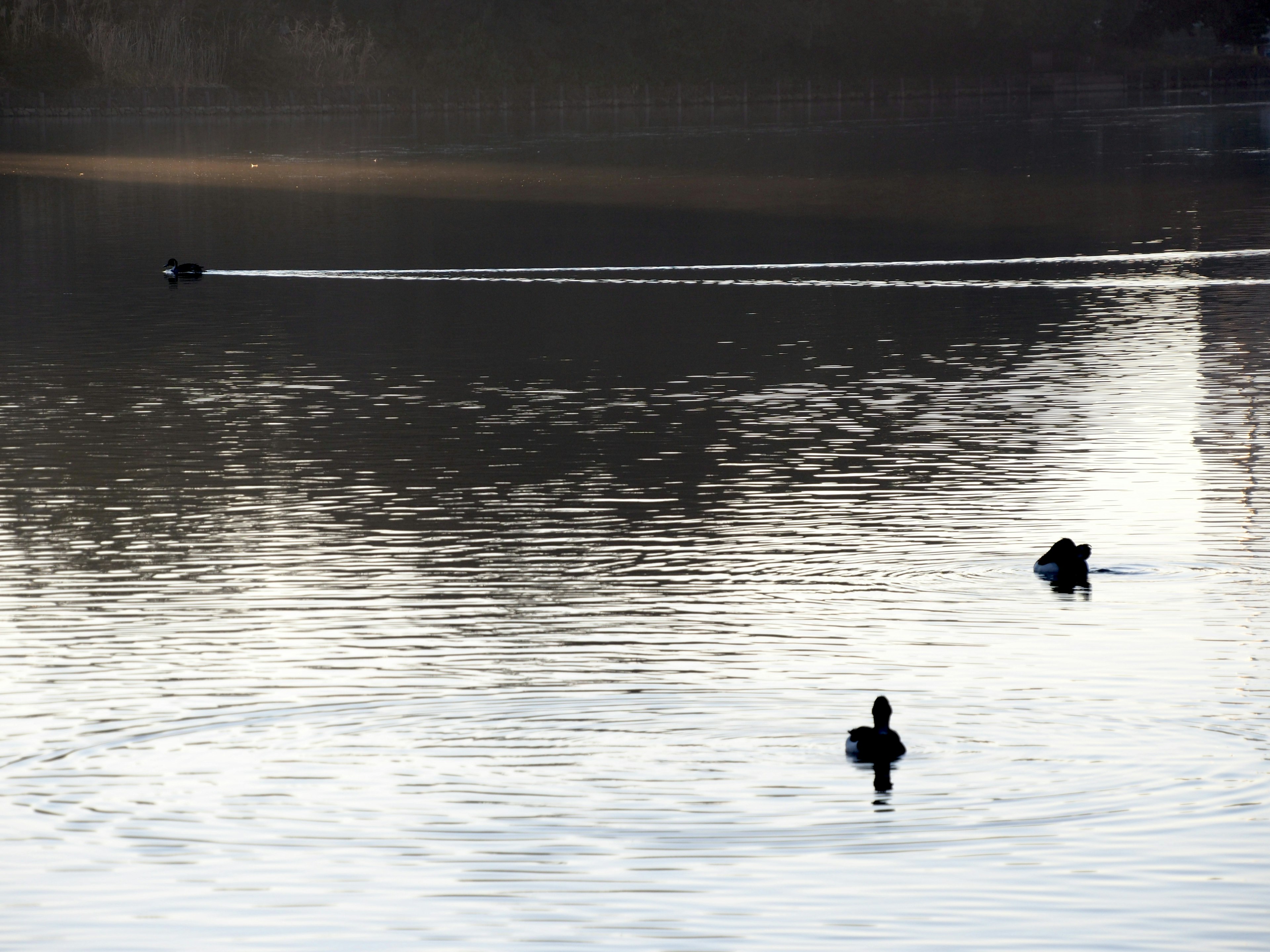 Dos patos nadando en un lago tranquilo con ondas en el agua