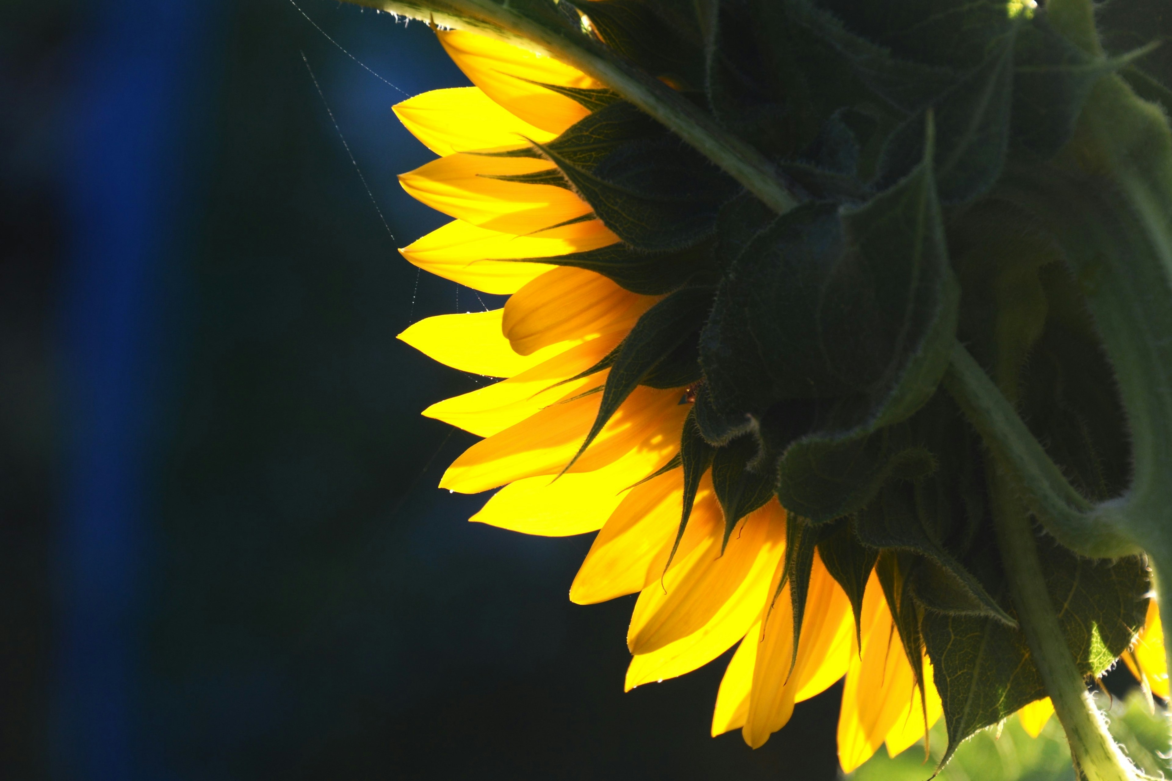 Sunflower petals illuminated from behind by sunlight