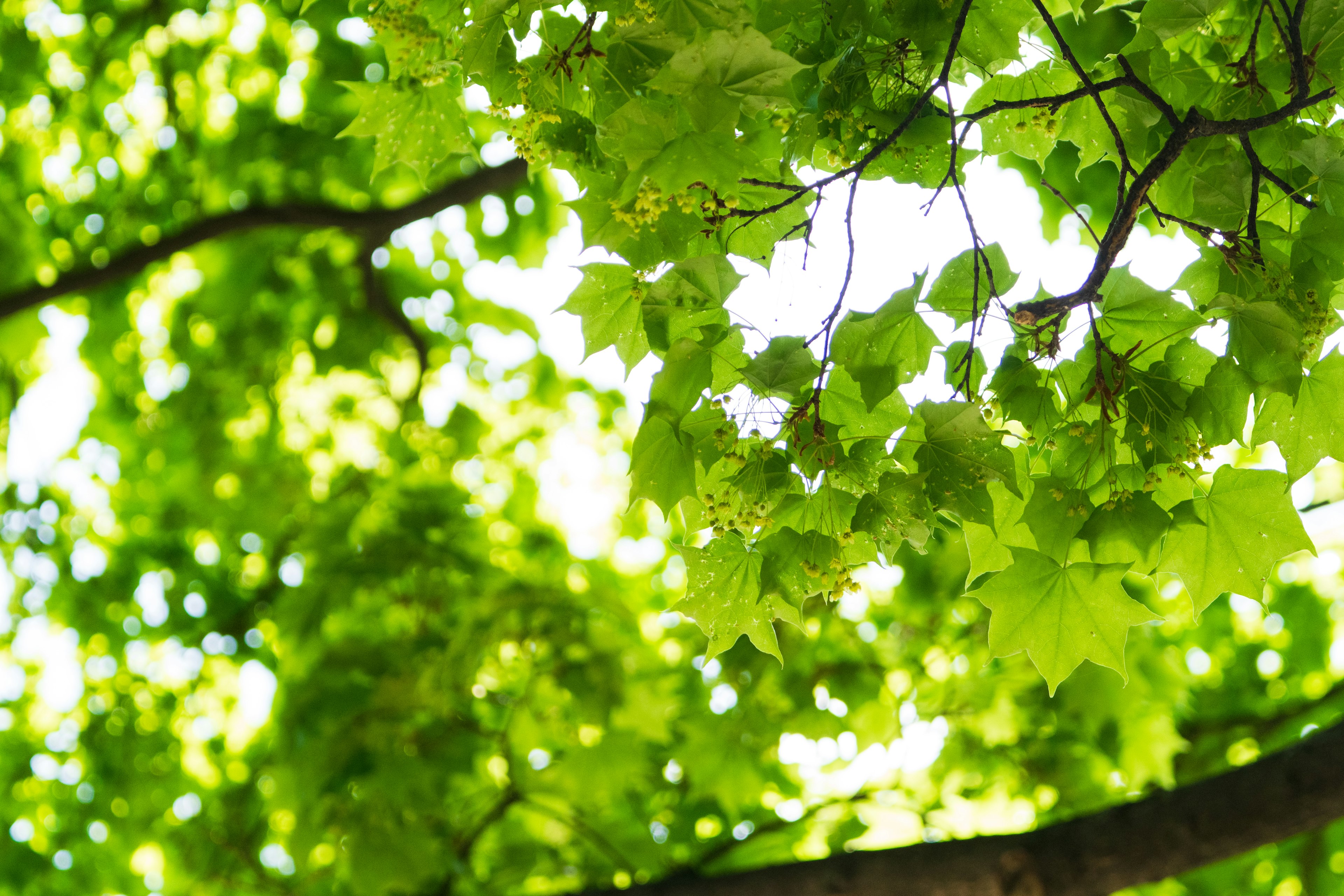 Vista de hojas verdes exuberantes en las ramas de un árbol