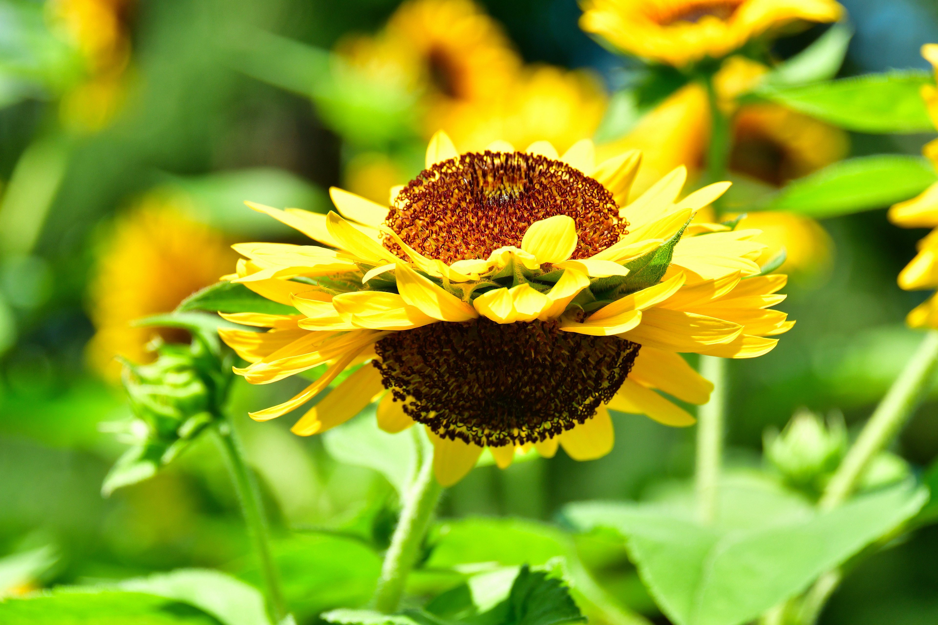 Girasole vibrante in fiore in un giardino lussureggiante