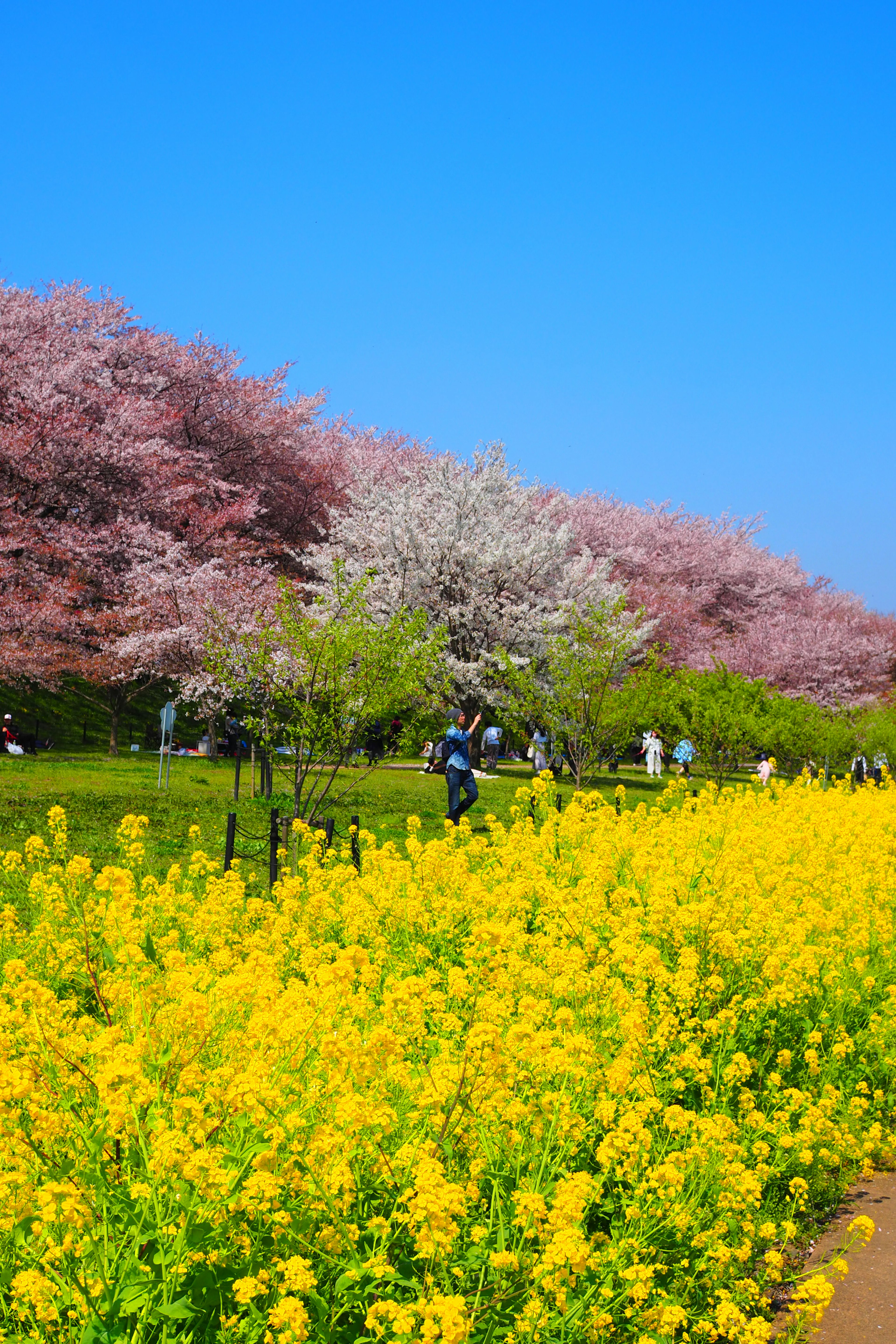 Una bella scena di fiori di colza gialli sotto un cielo blu con alberi di ciliegio in fiore