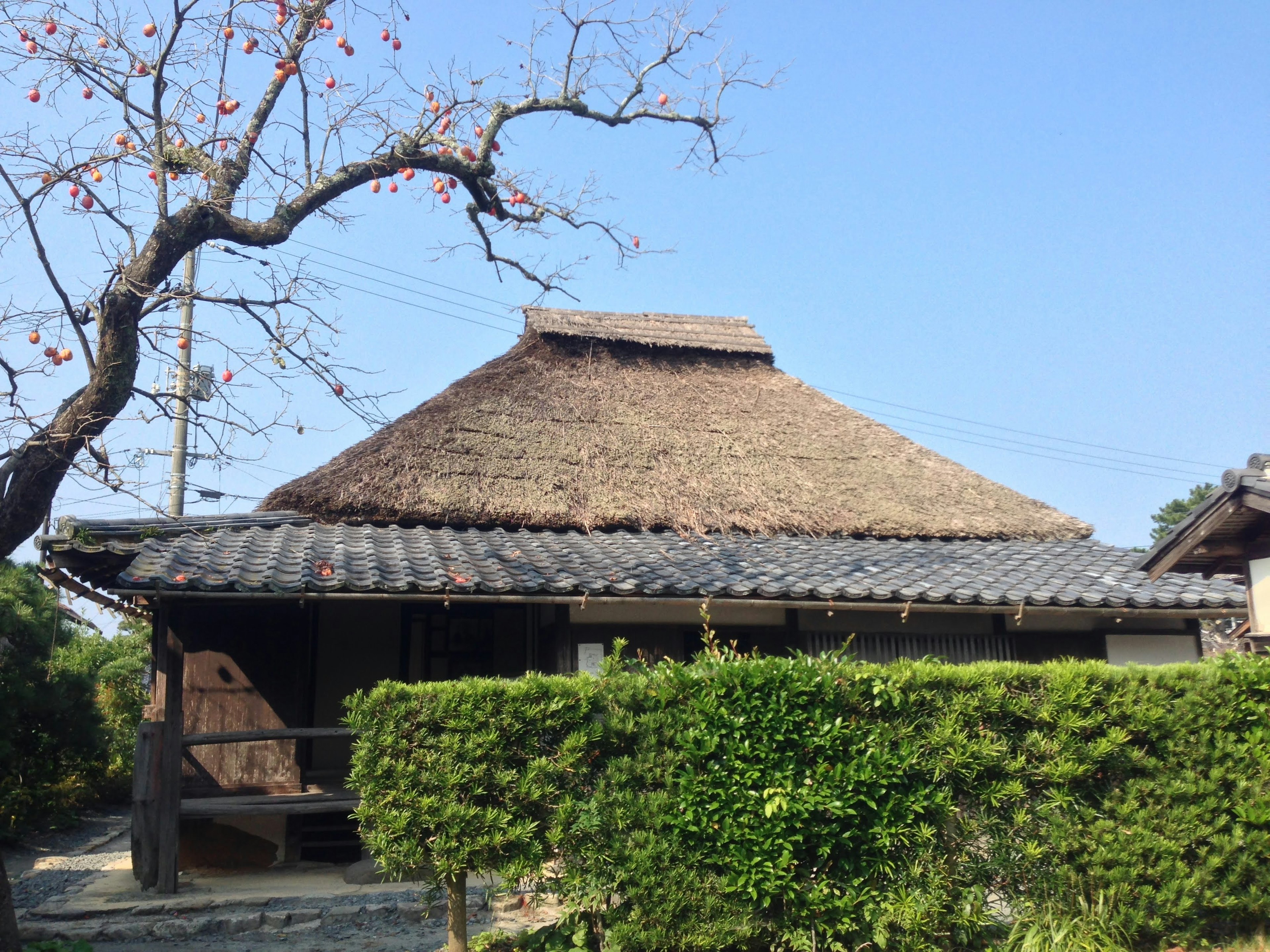 Rumah tradisional Jepang dengan atap jerami dan kehijauan di taman