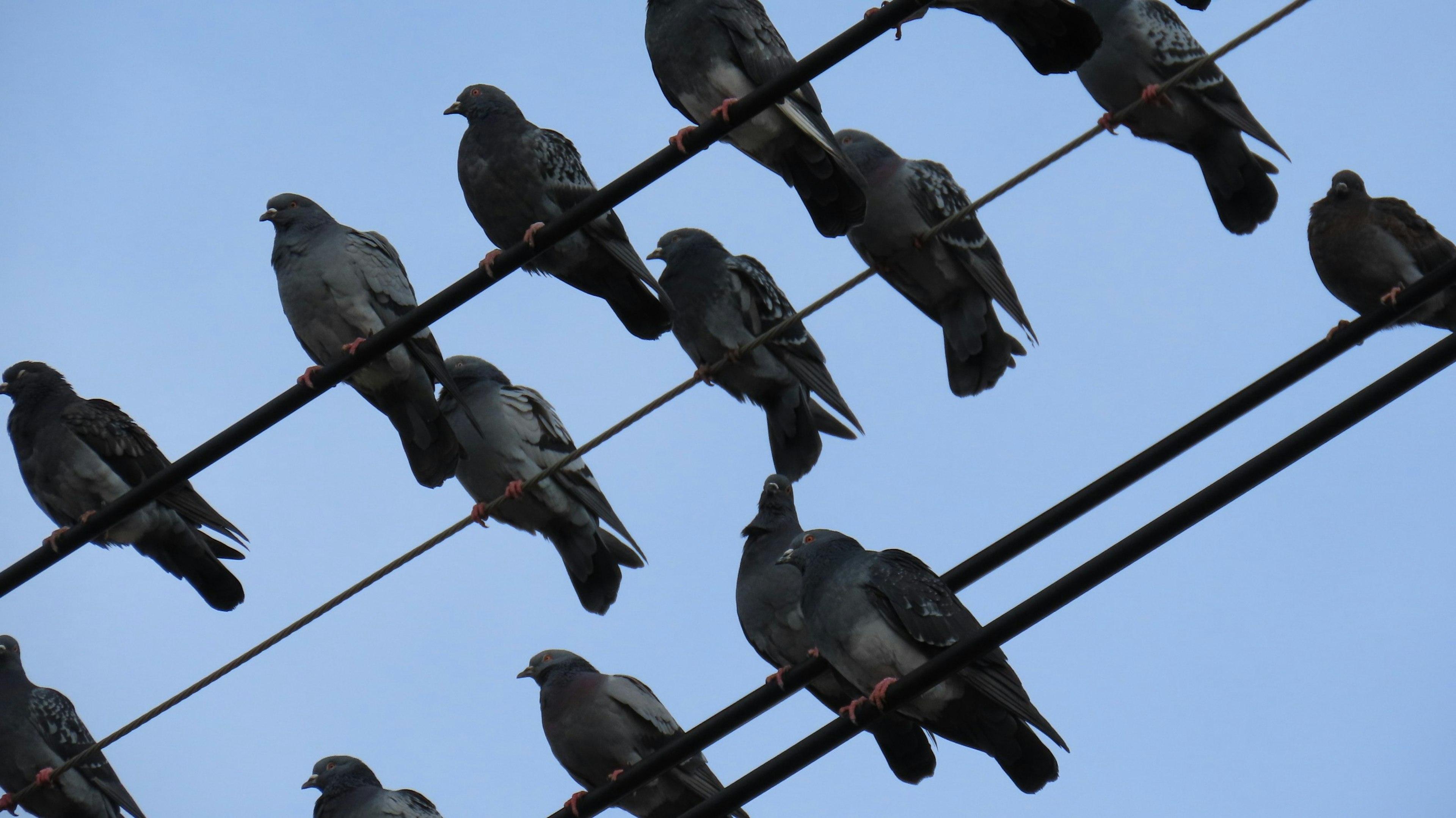 A flock of pigeons resting on power lines under a blue sky