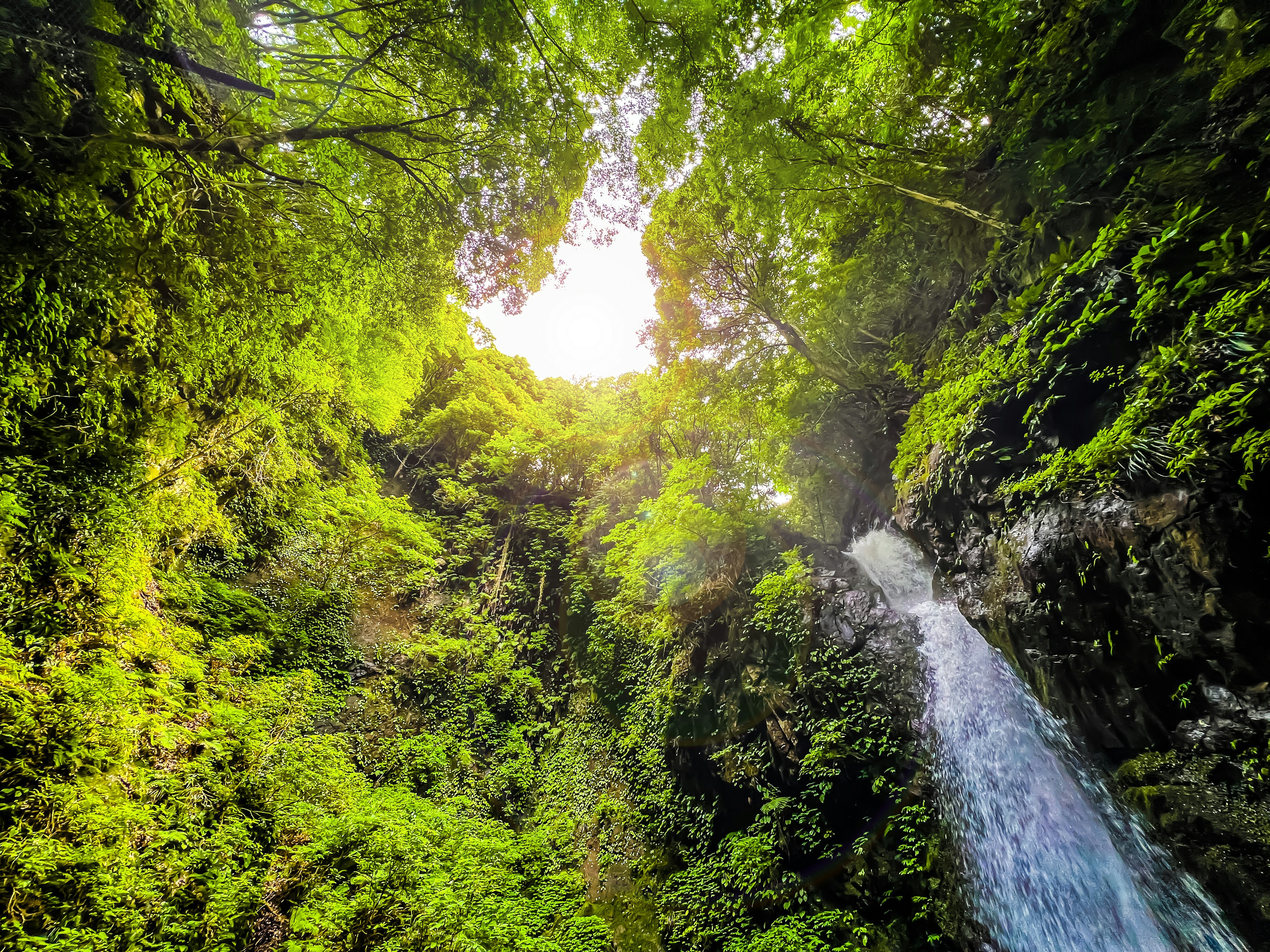 Üppiger Wasserfall umgeben von dichtem grünem Laub Sonnenlicht, das hindurchscheint