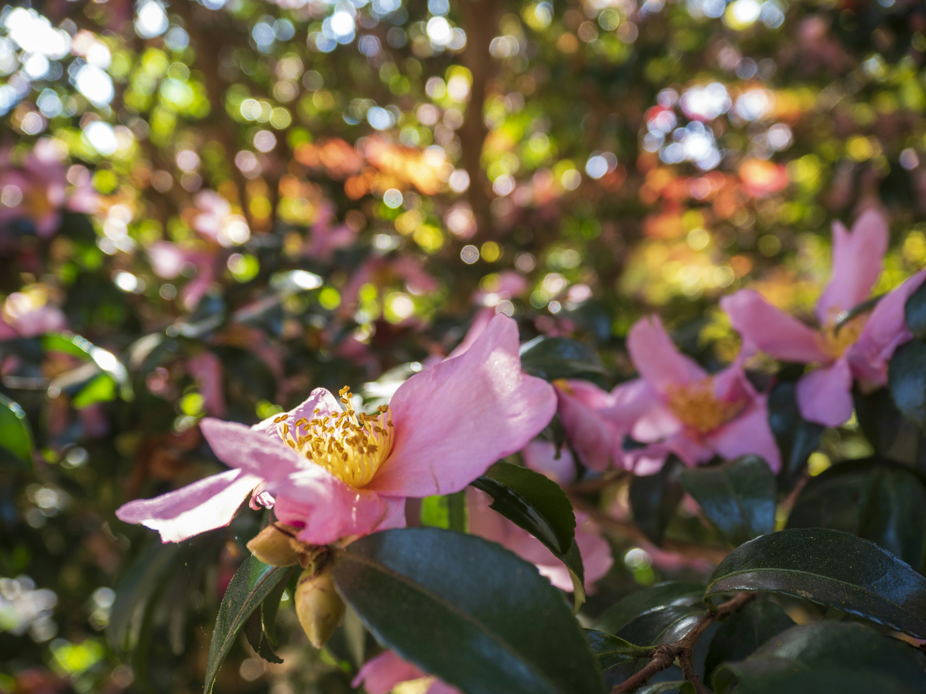 花園場景，特色為柔和的粉紅色花和綠色葉子