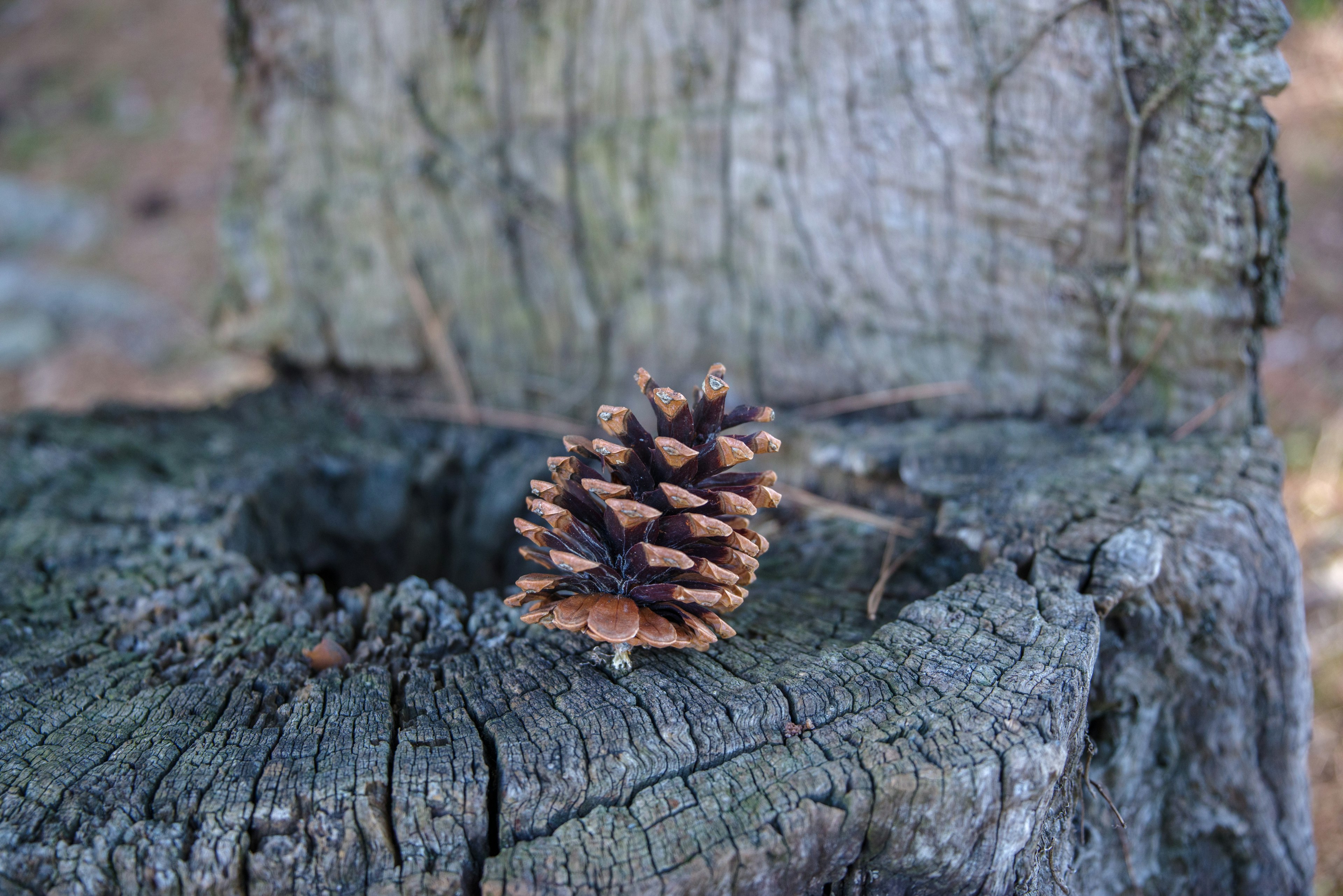 Pine cone placed on a wooden stump