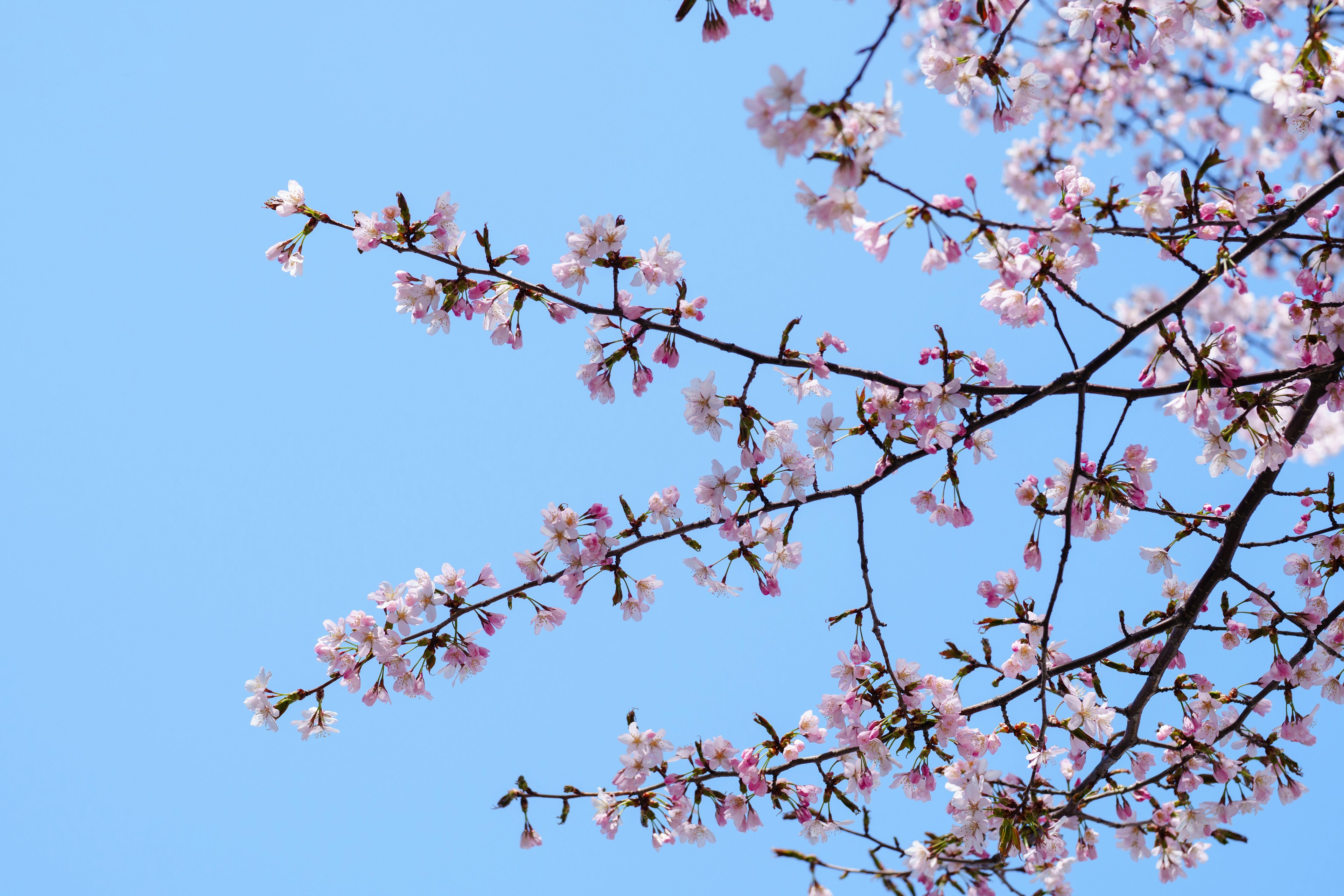 Branches of cherry blossoms against a blue sky