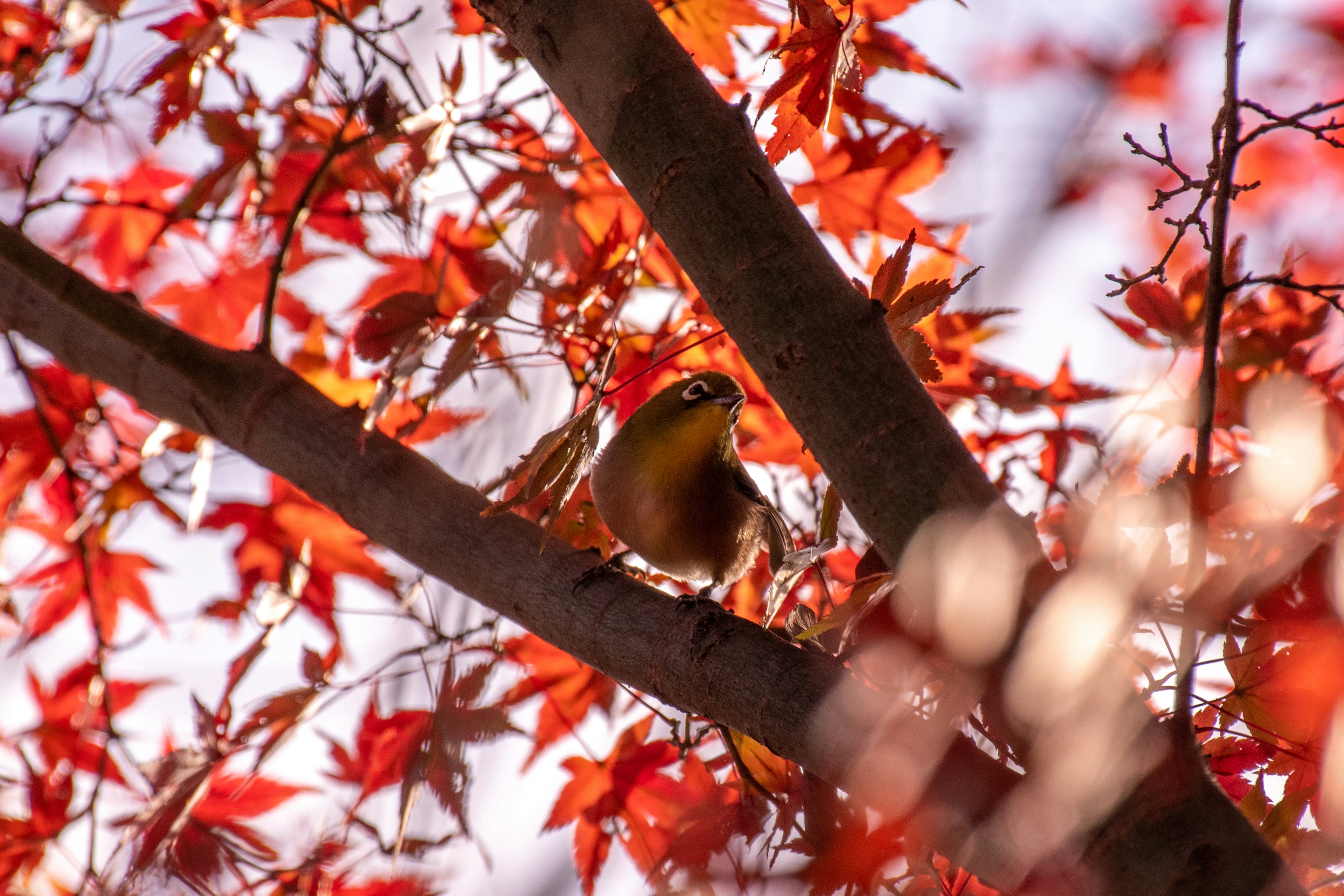 Un petit oiseau perché sur une branche entourée de feuilles rouges vives