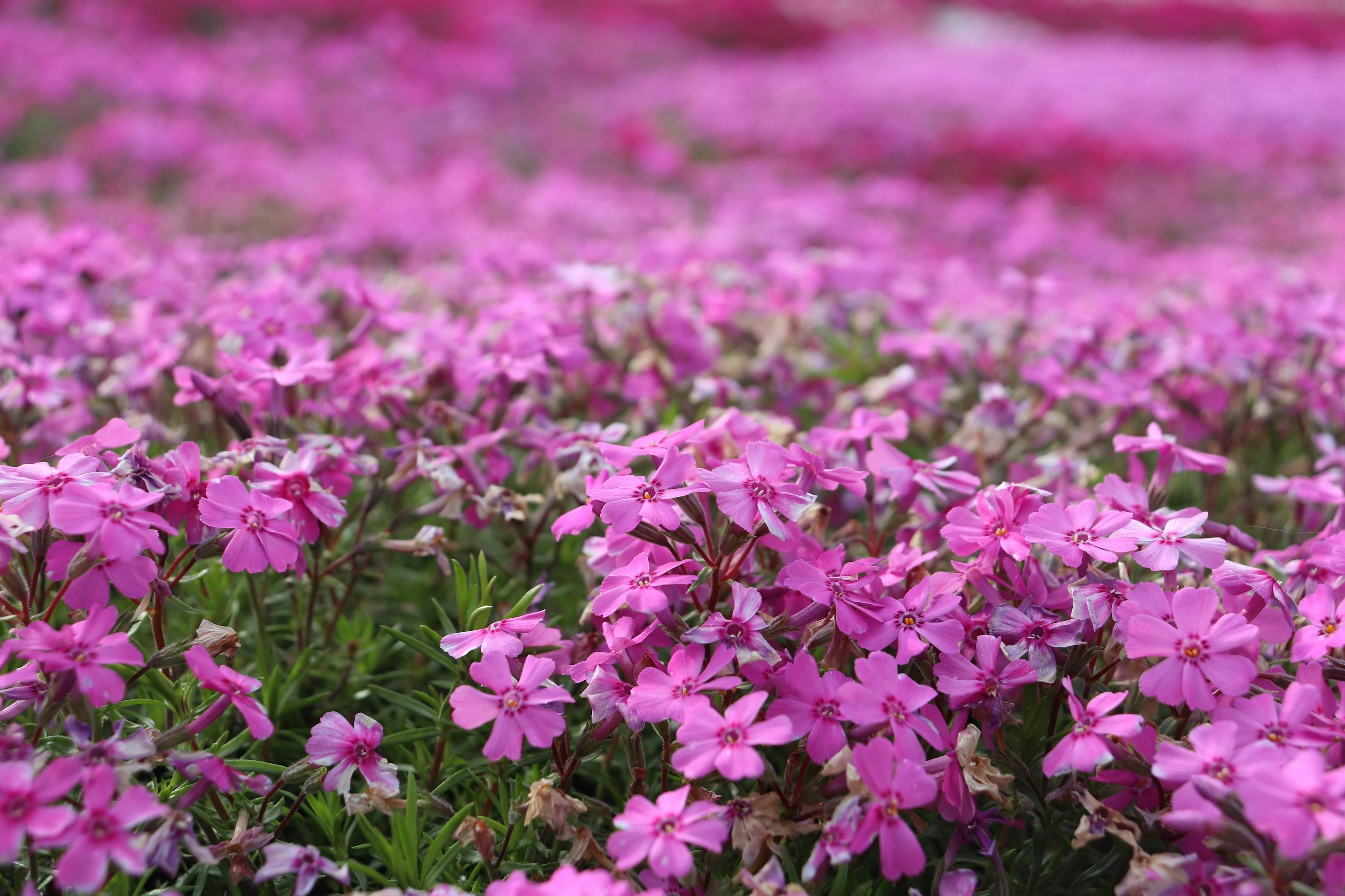 Un campo vibrante di fiori rosa in piena fioritura