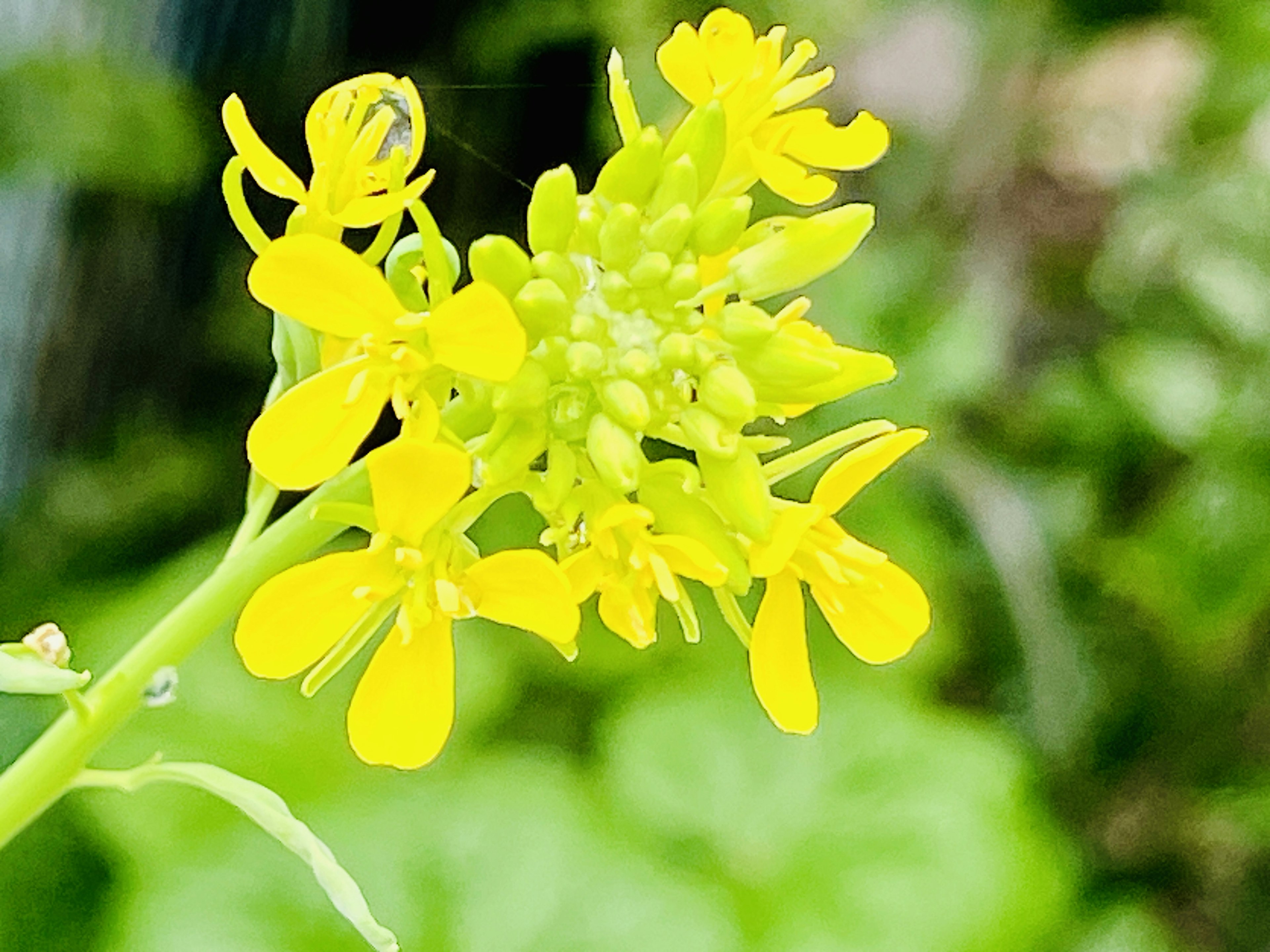 Primer plano de una planta con flores amarillas vibrantes