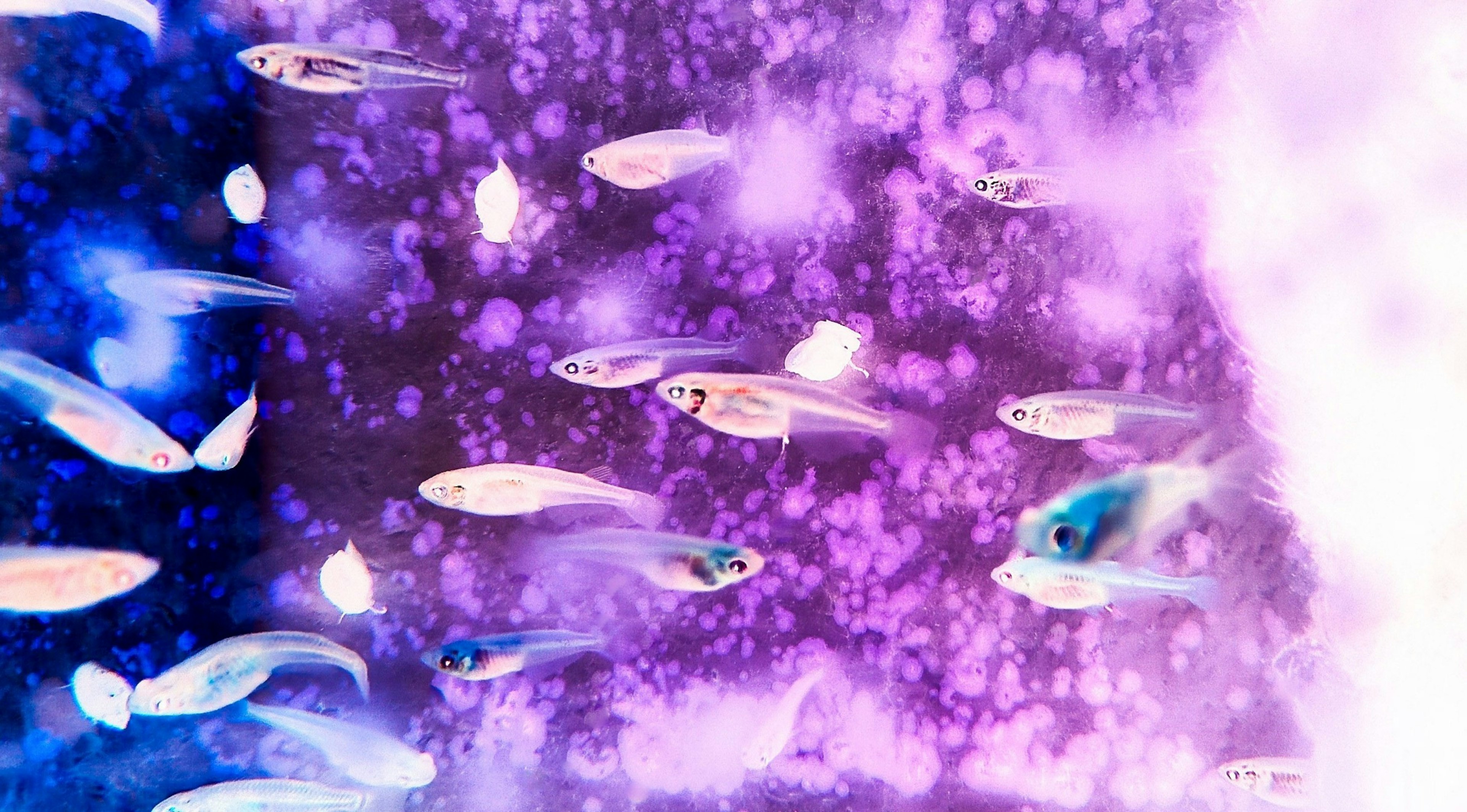 Une image onirique de poissons nageant sur un fond bleu et violet