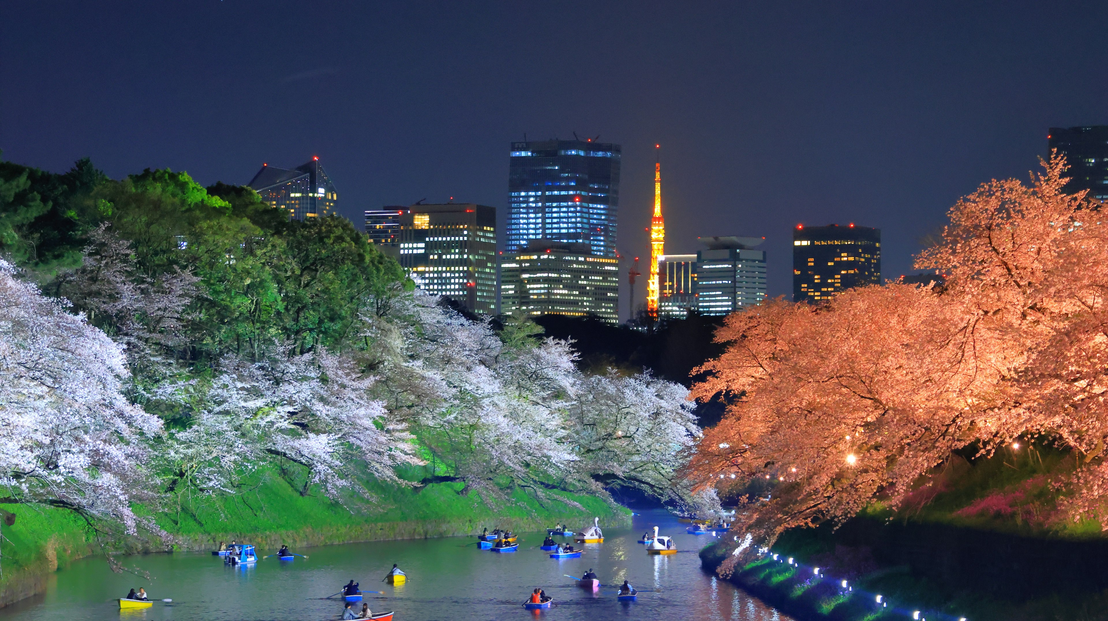 夜間櫻花沿河而開，船隻與城市天際線在背景中