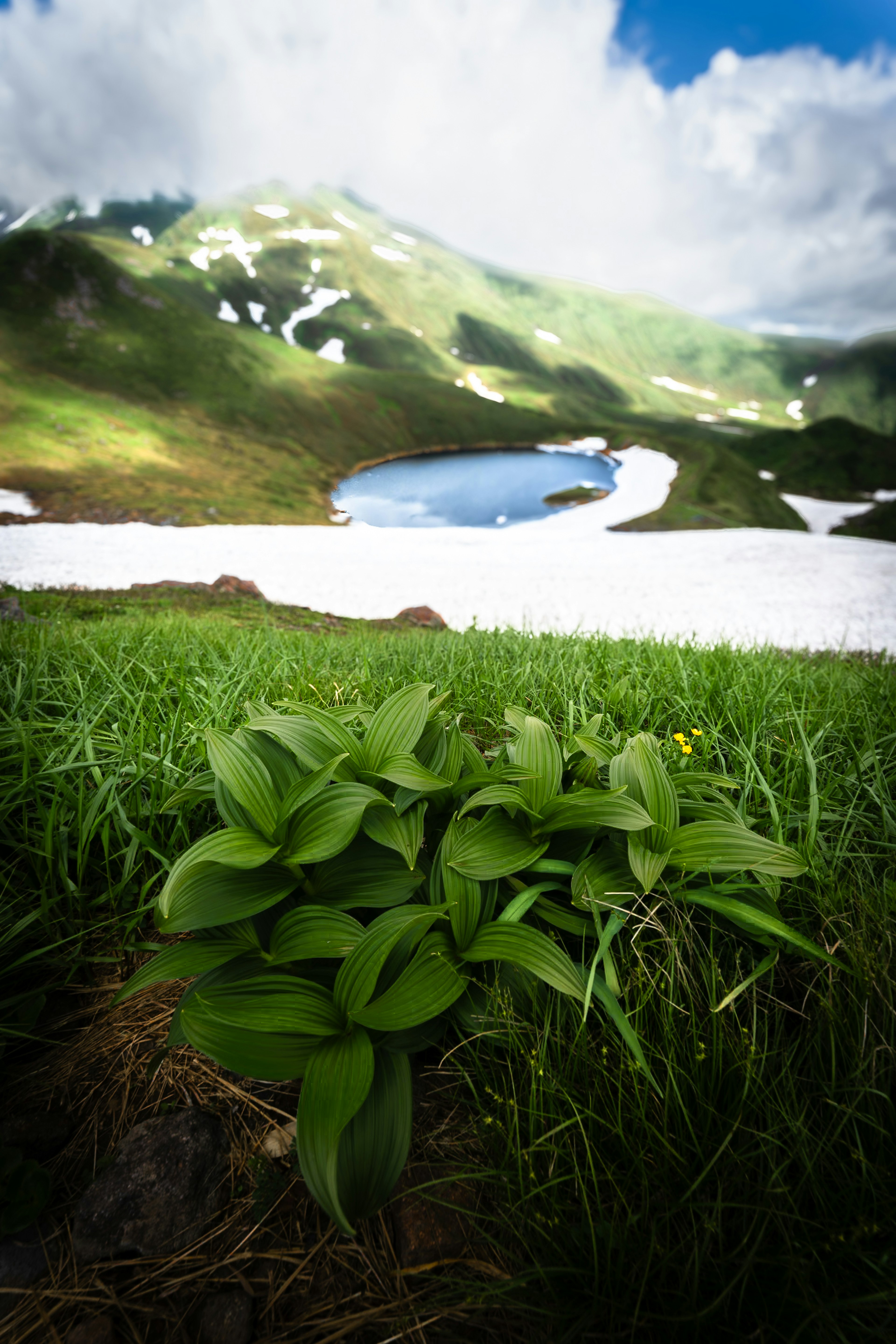 緑の草原に生える植物と雪解けの湖が広がる山の風景