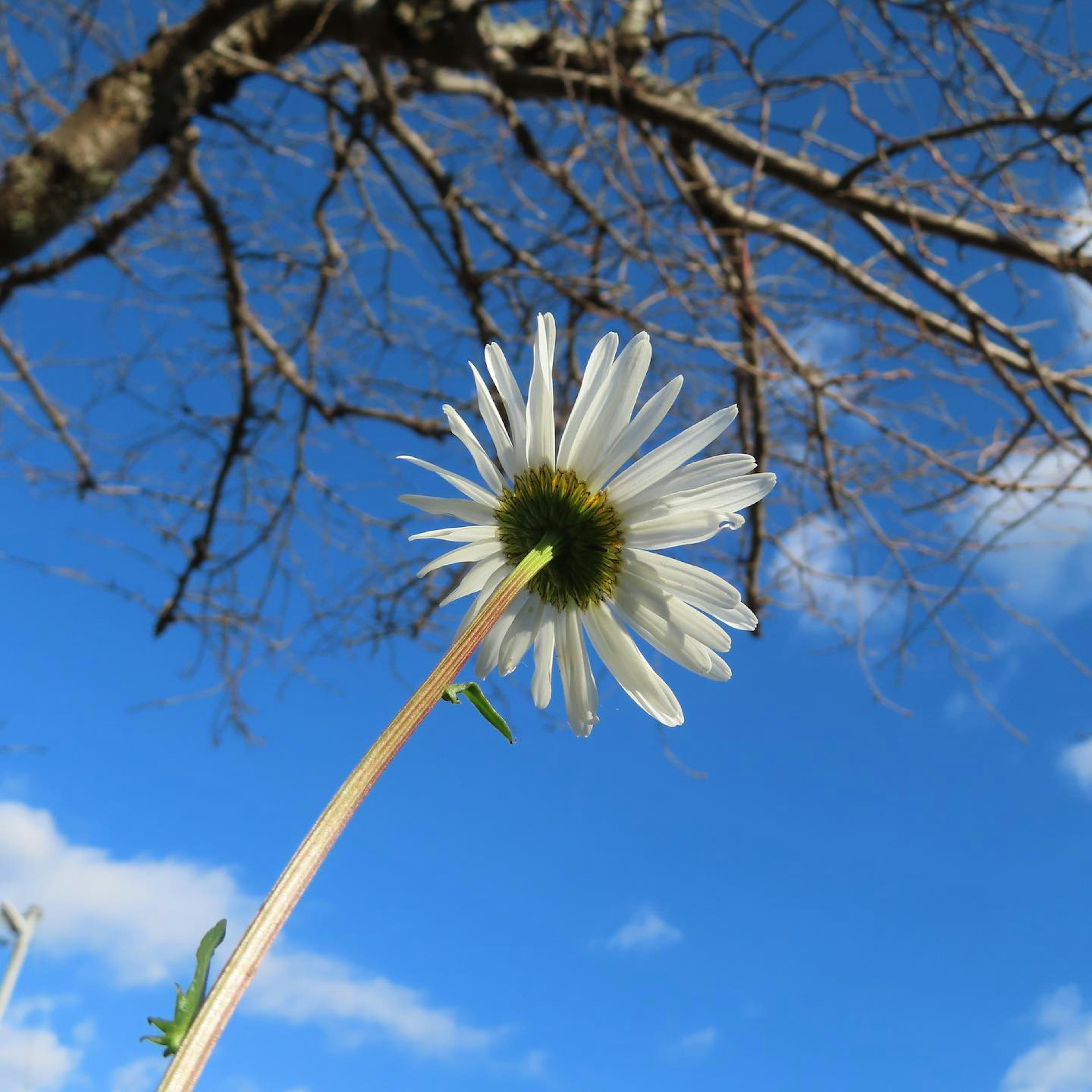 Close-up of a white flower blooming against a blue sky