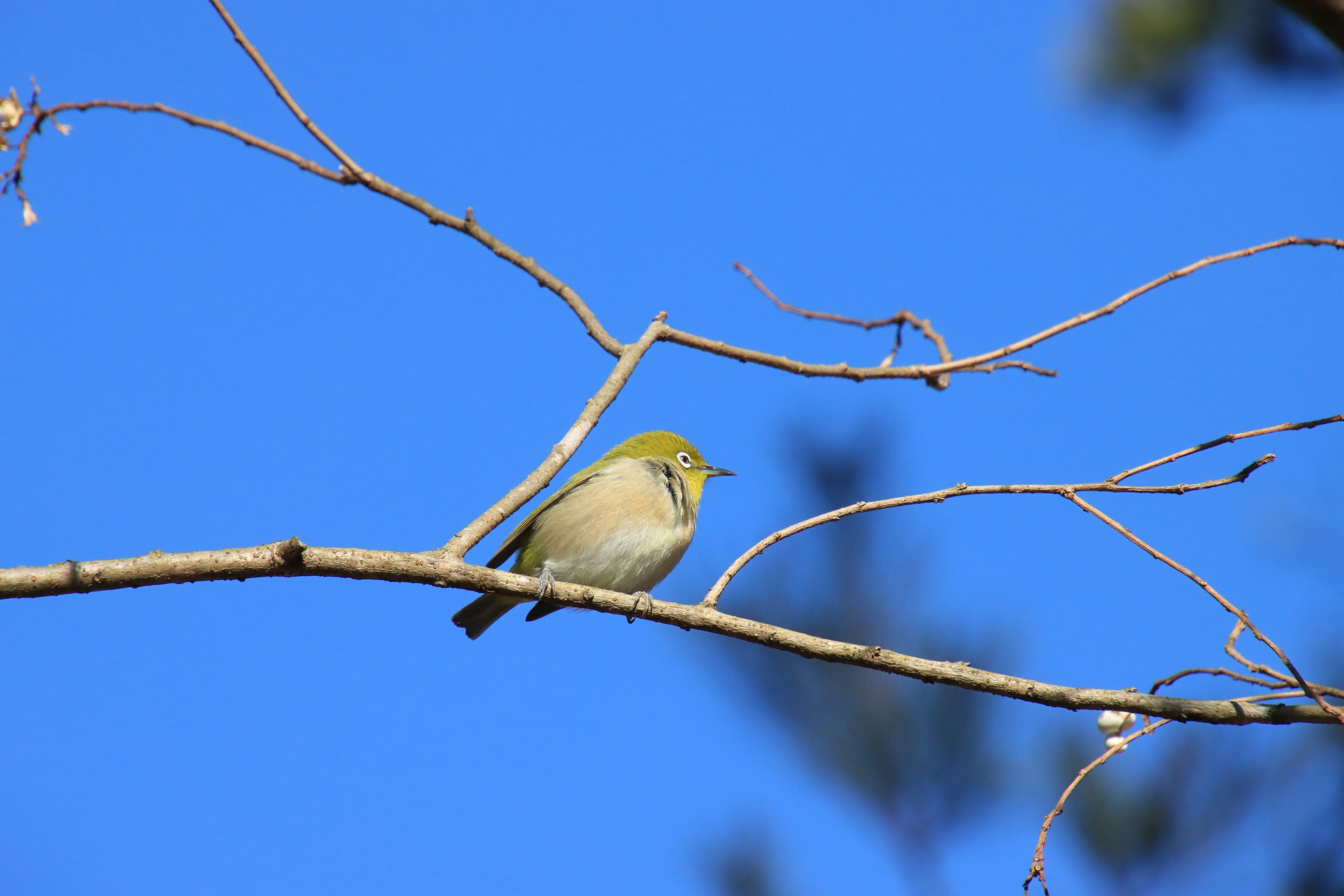 青空の下で細い枝に止まる小さな緑色の鳥