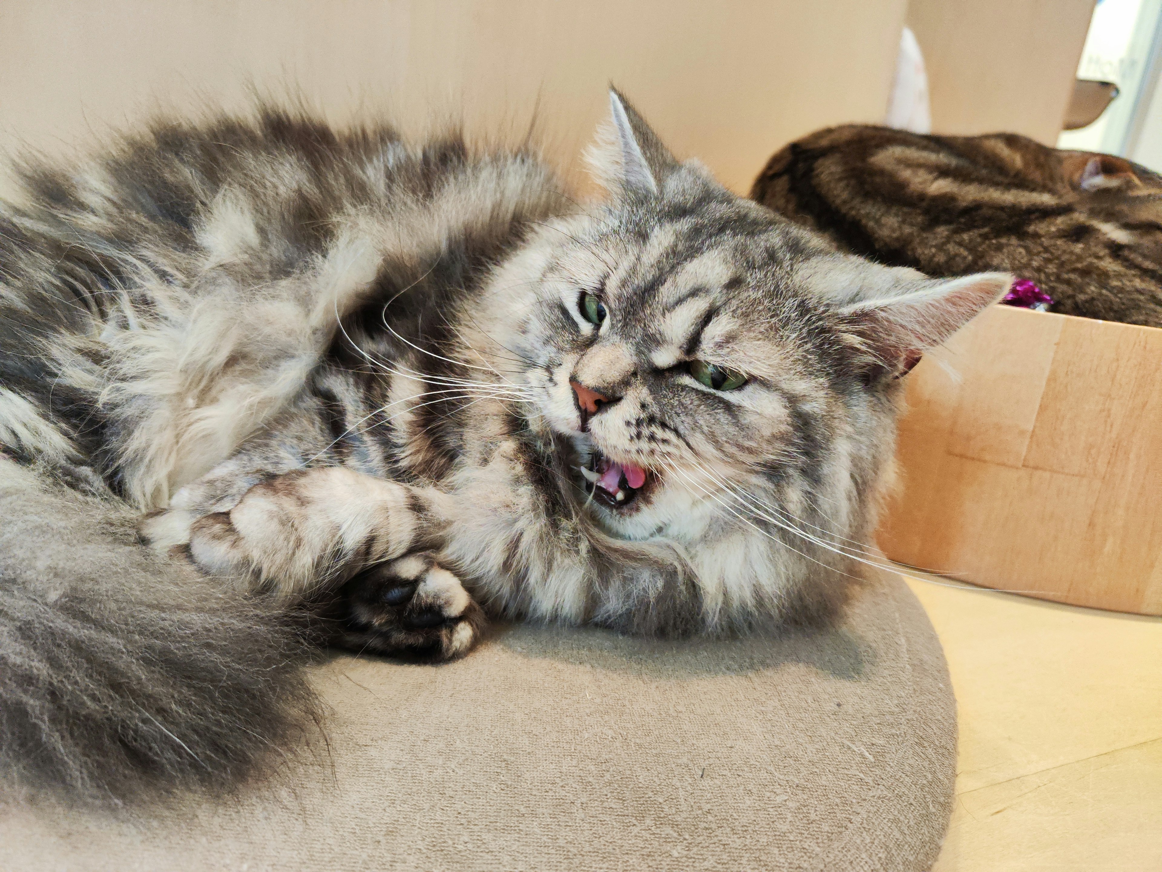 Gatto grigio sdraiato con la lingua di fuori