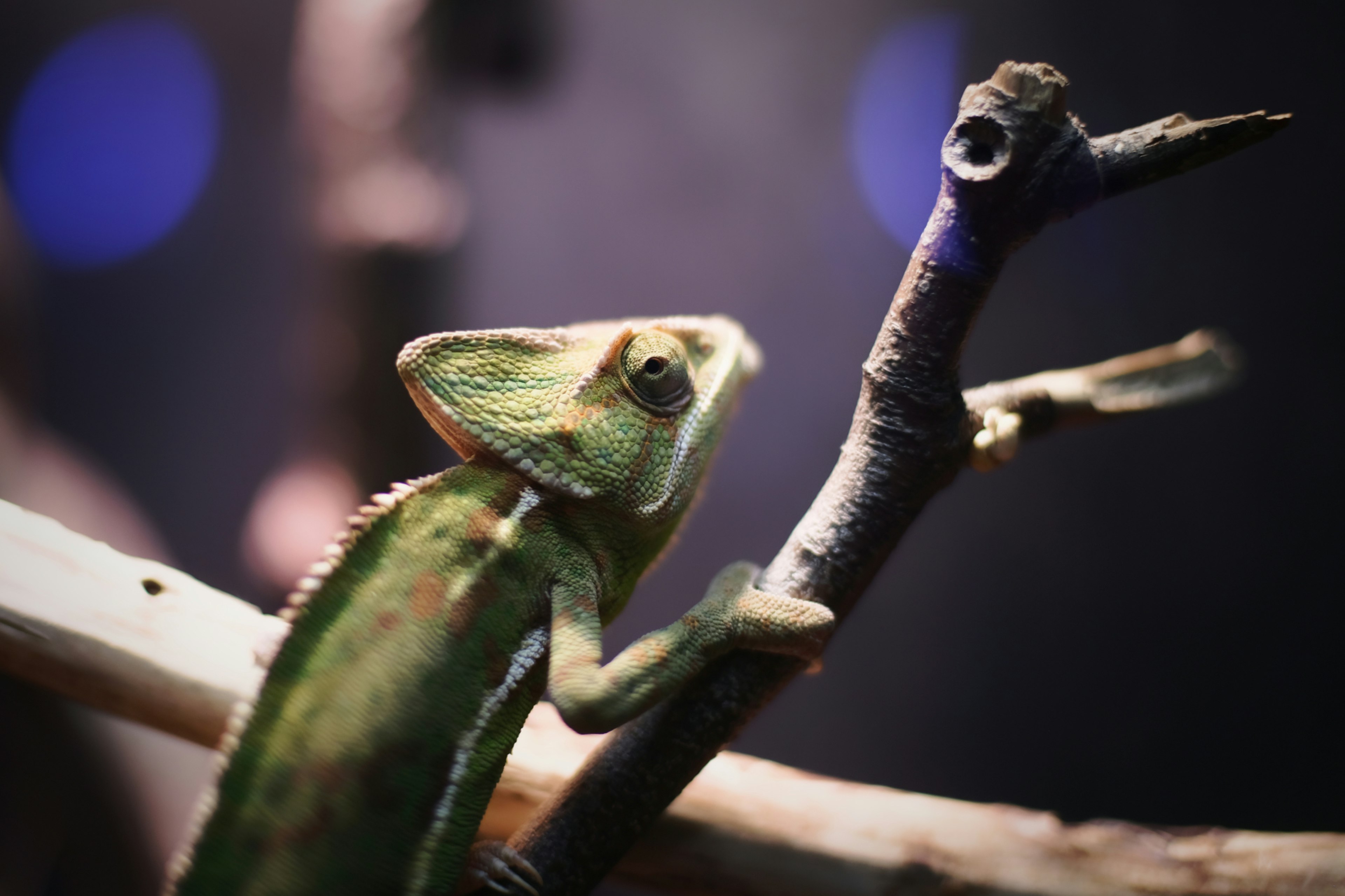 Green chameleon perched on a branch