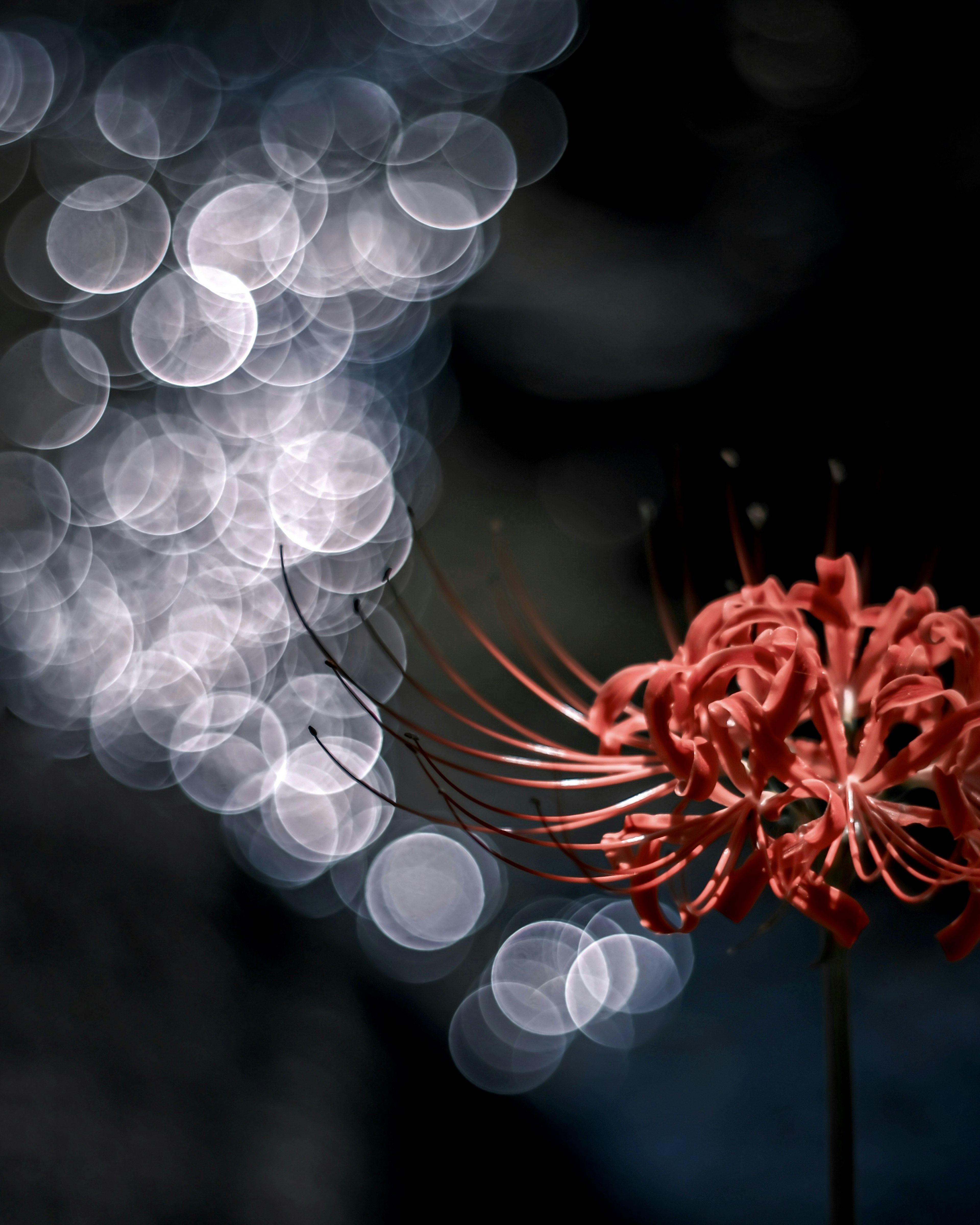 A vibrant red flower against a blurred bokeh background