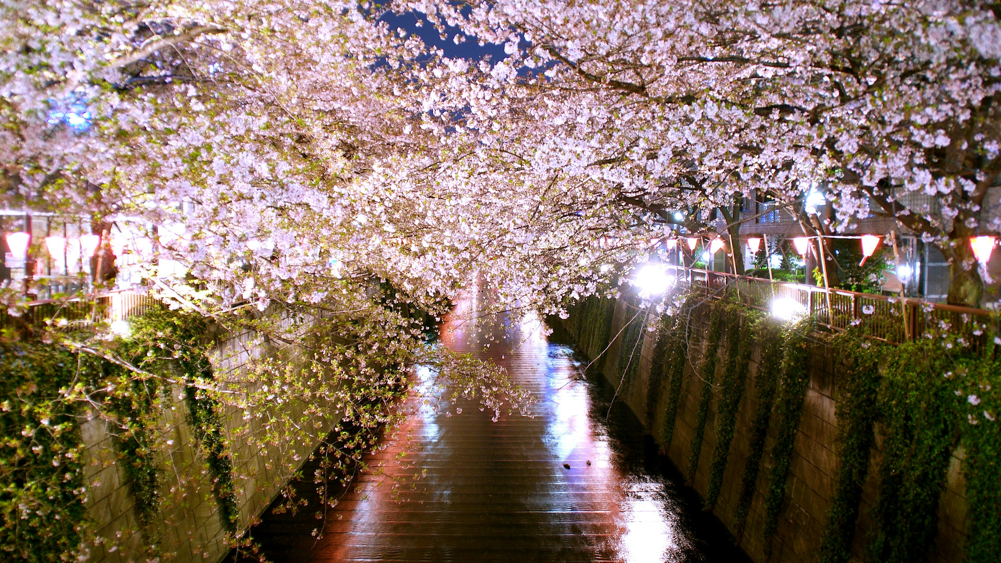 Escena nocturna con cerezos en flor reflejándose en el agua