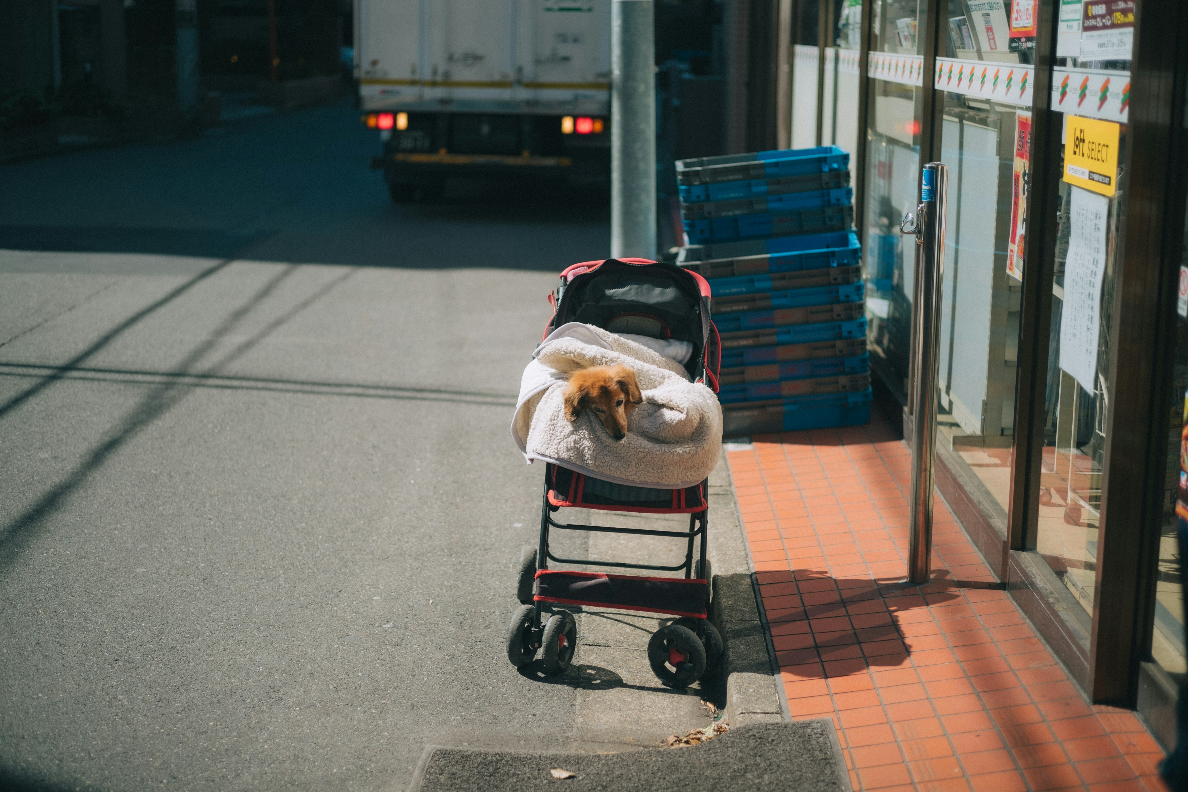 街の道に置かれたベビーカーの中でくつろぐ犬