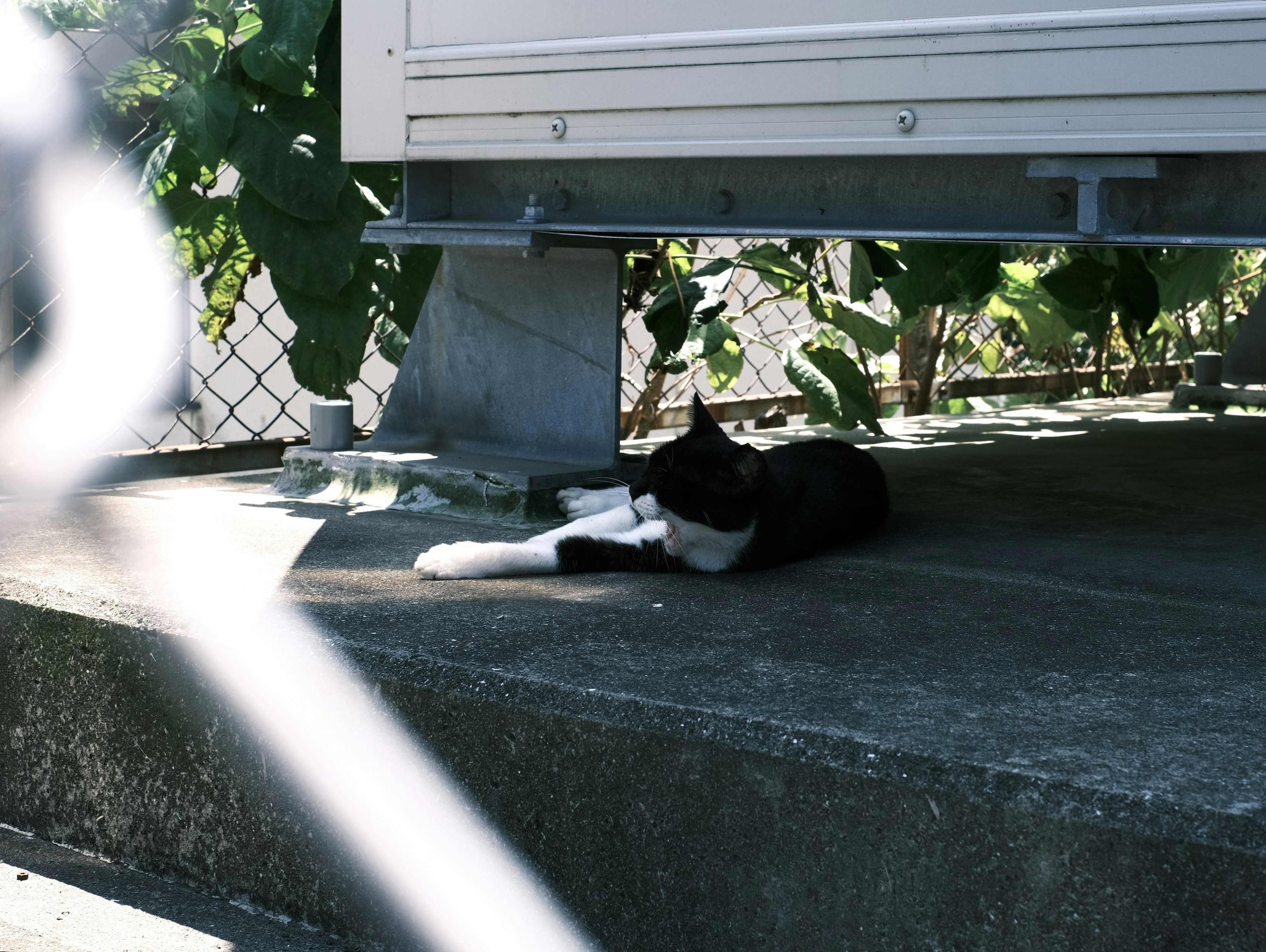 Black and white cat relaxing in the shade with green leaves around