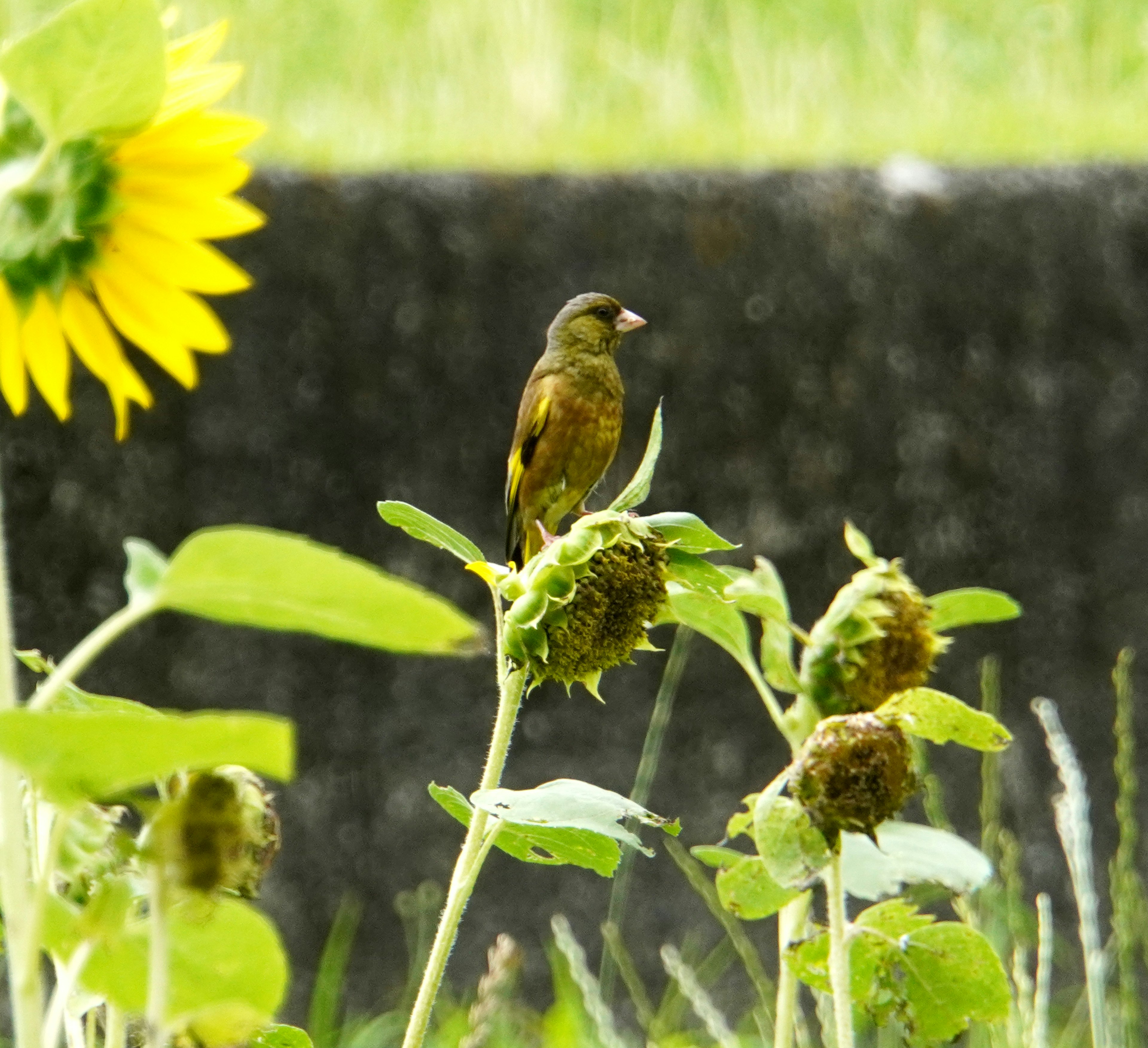 Un pequeño pájaro posado sobre semillas de girasol cerca de un girasol