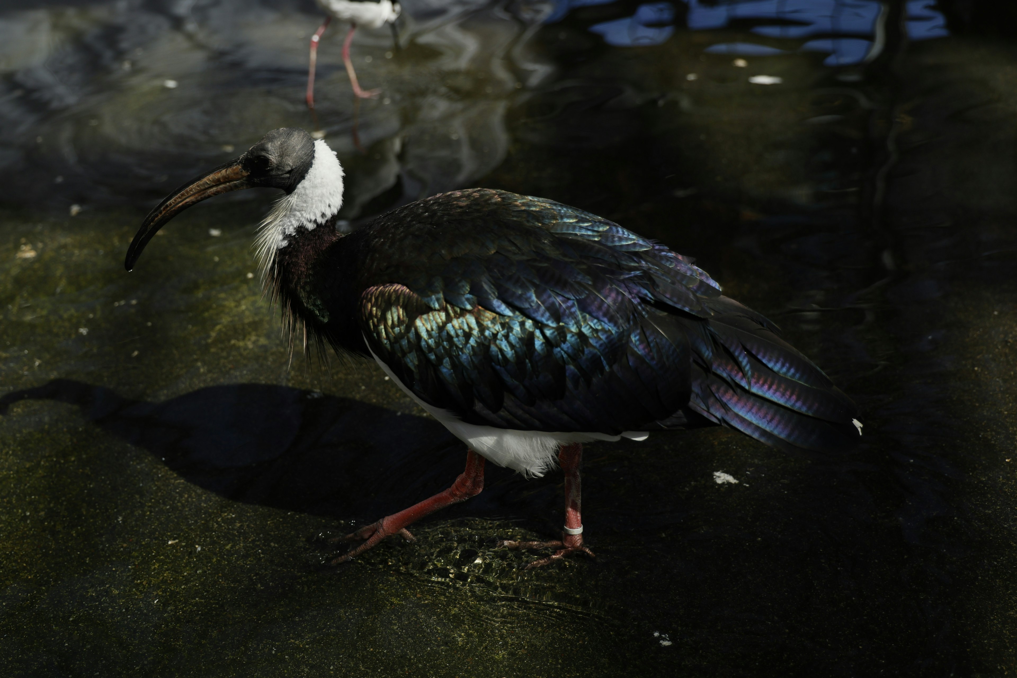 A bird with blue feathers standing by the water