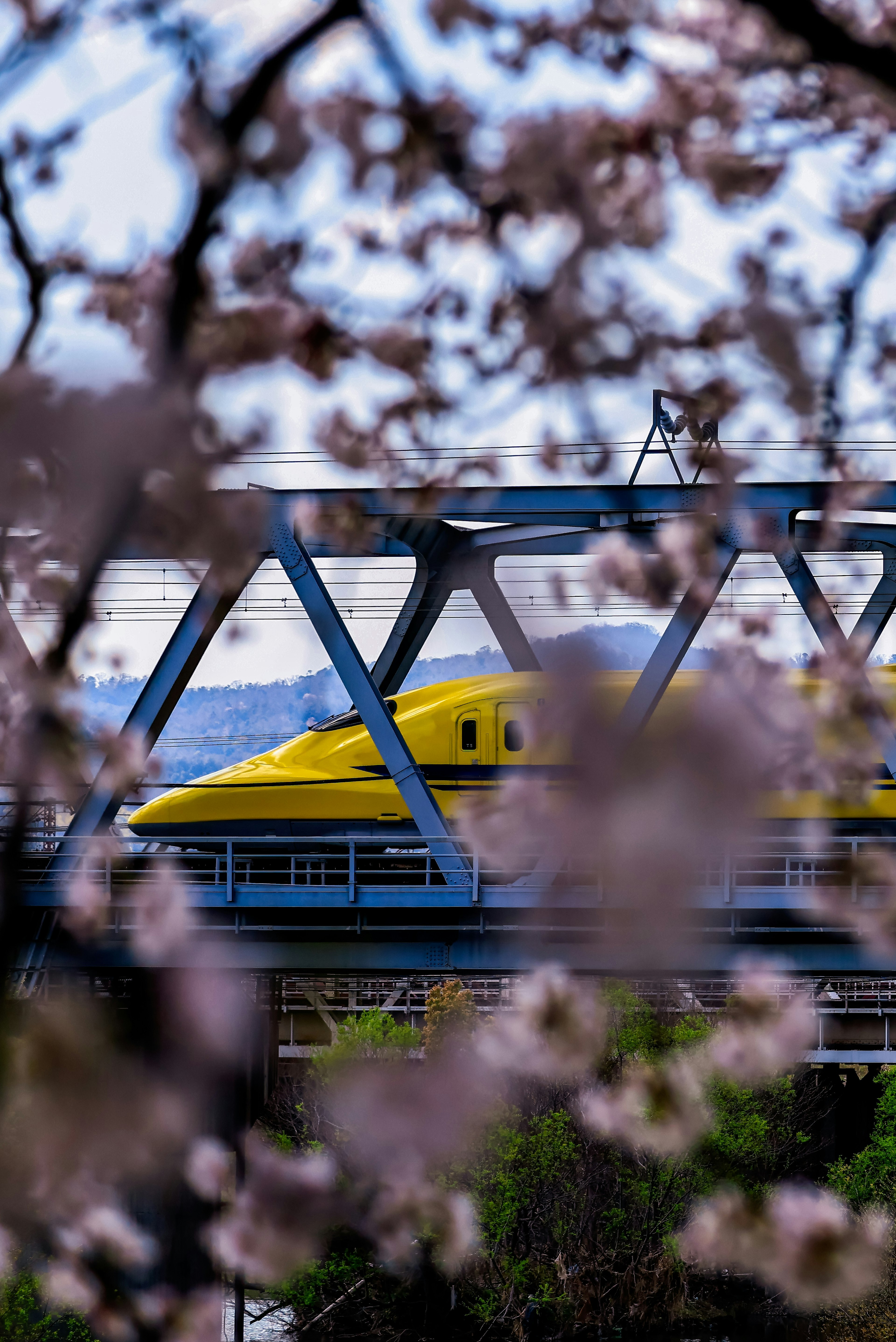 Yellow Shinkansen train visible through cherry blossoms and blue bridge