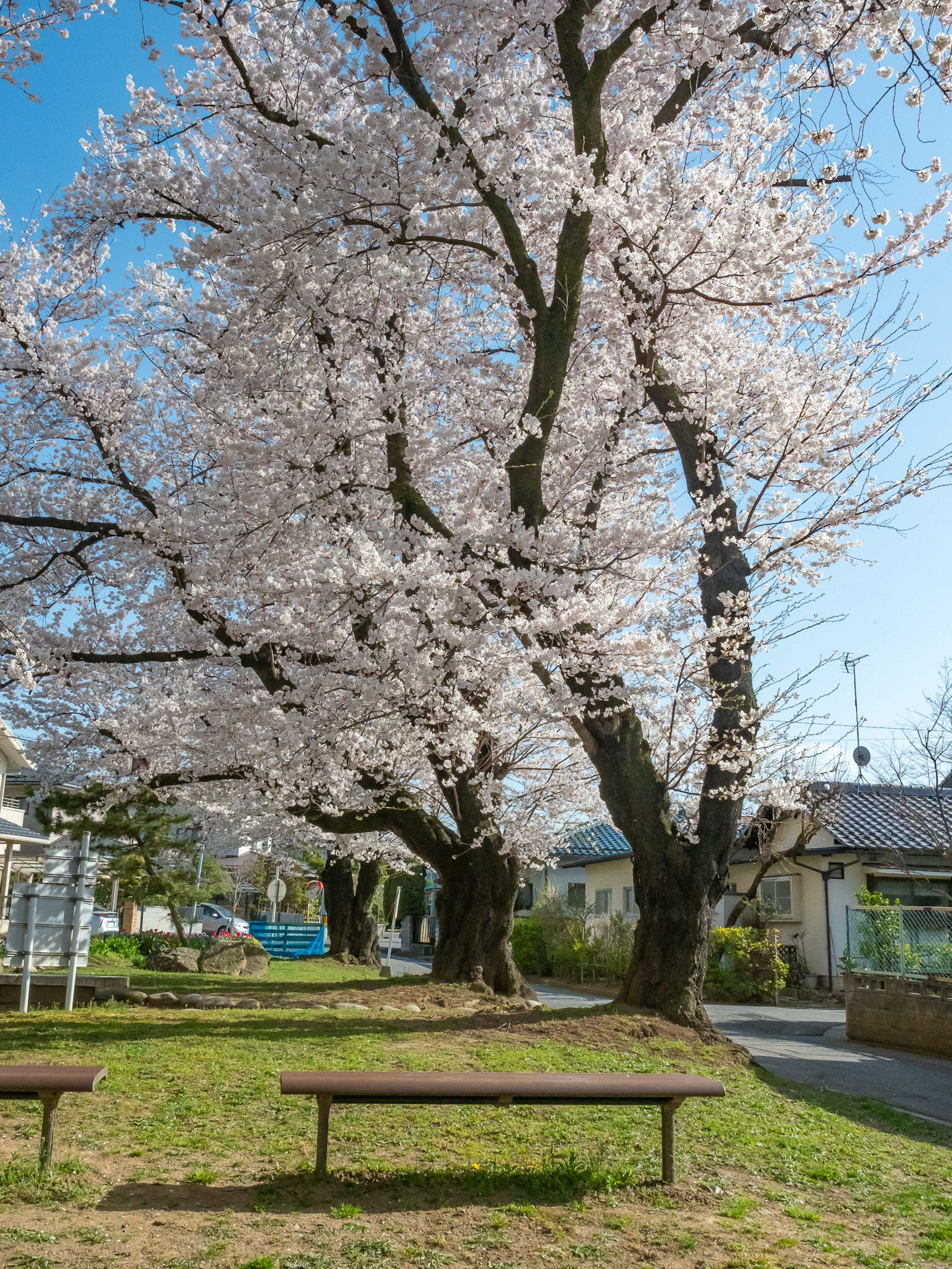 Scène de parc avec des cerisiers en fleurs bancs et ciel bleu clair