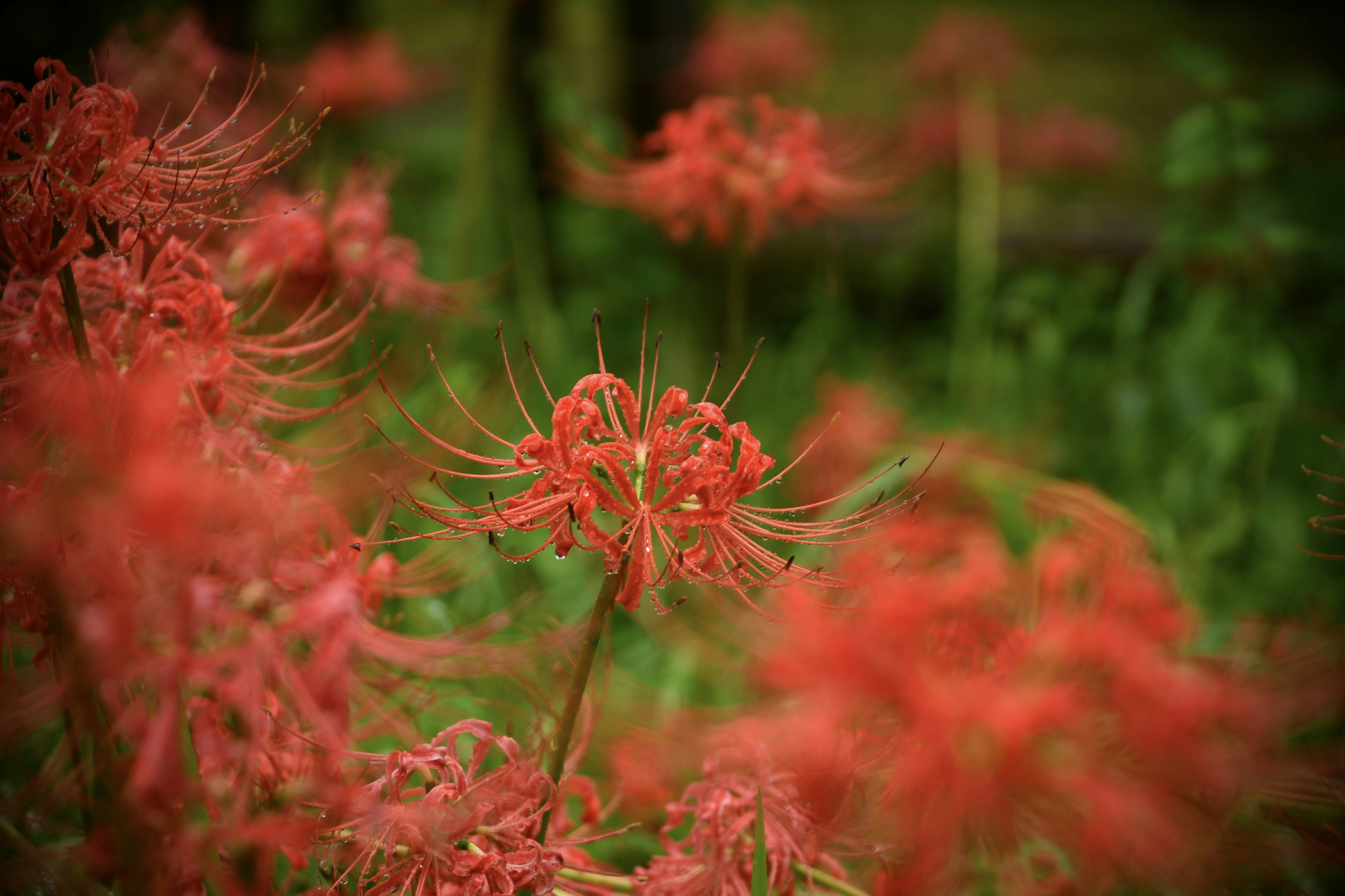 Groupe de lys araignées rouges fleurissant sur un fond vert doux