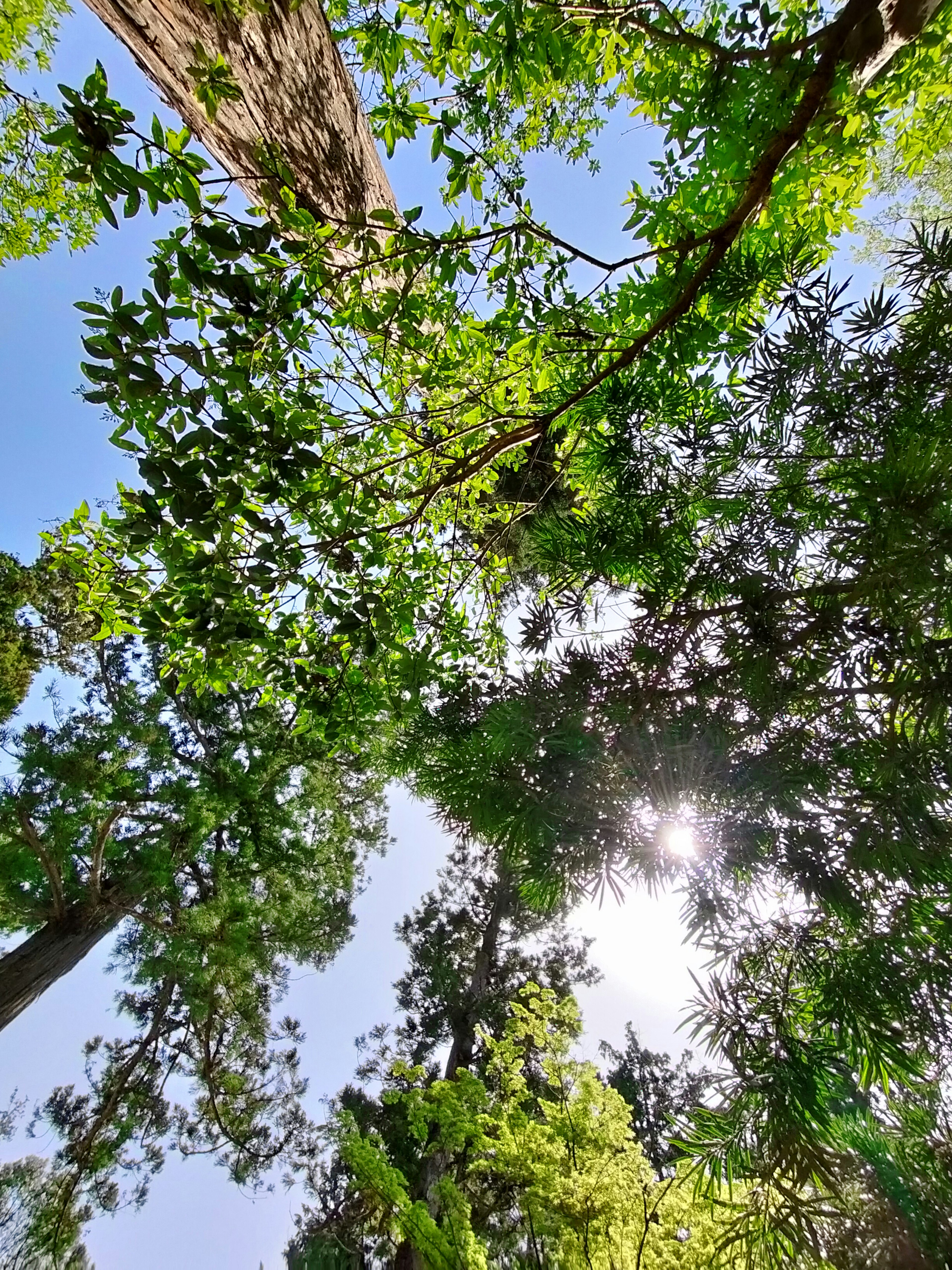 Nach oben blickend auf hohe Bäume und grüne Blätter vor einem blauen Himmel