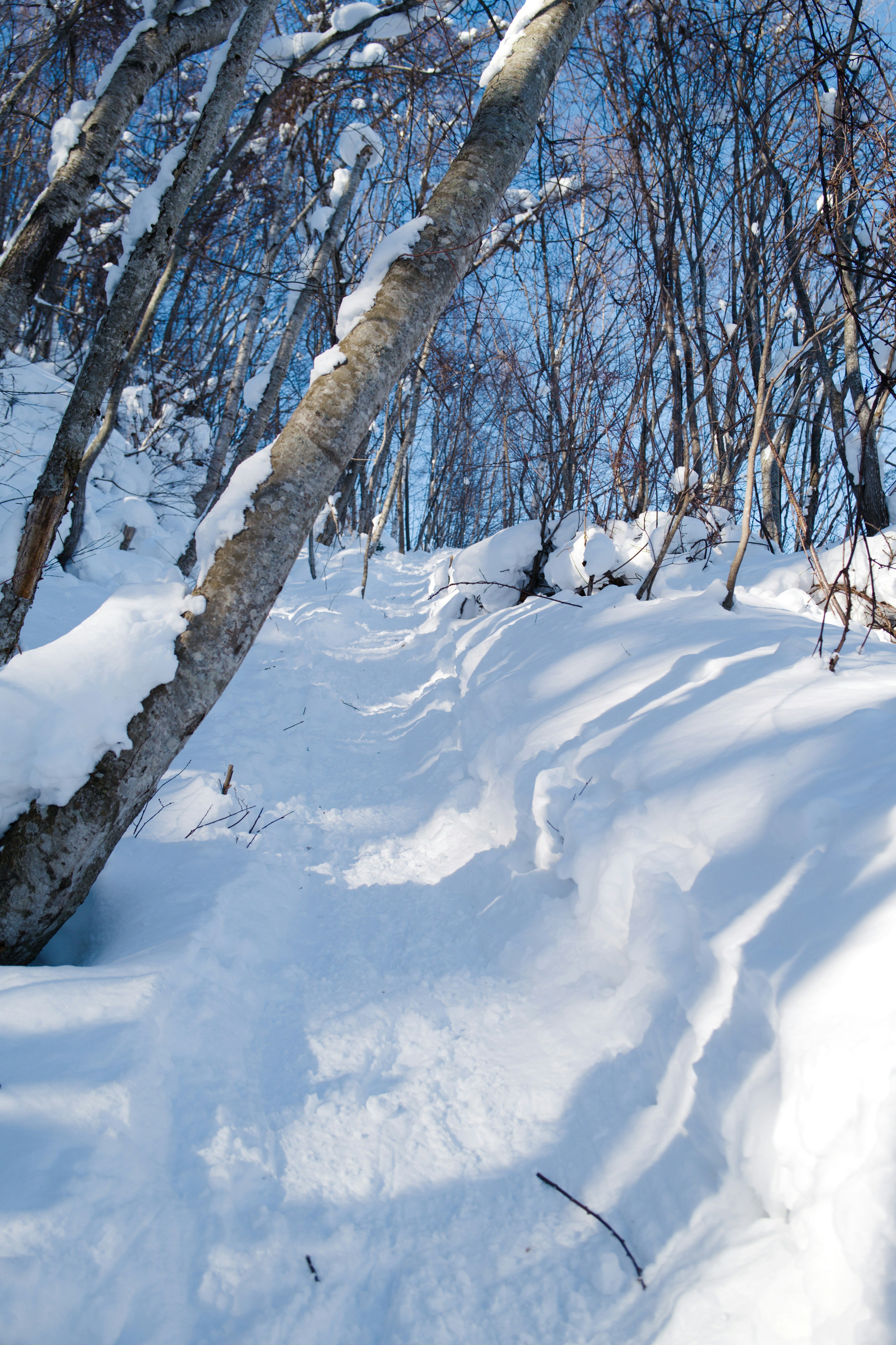 Snow-covered pathway with trees in a winter landscape