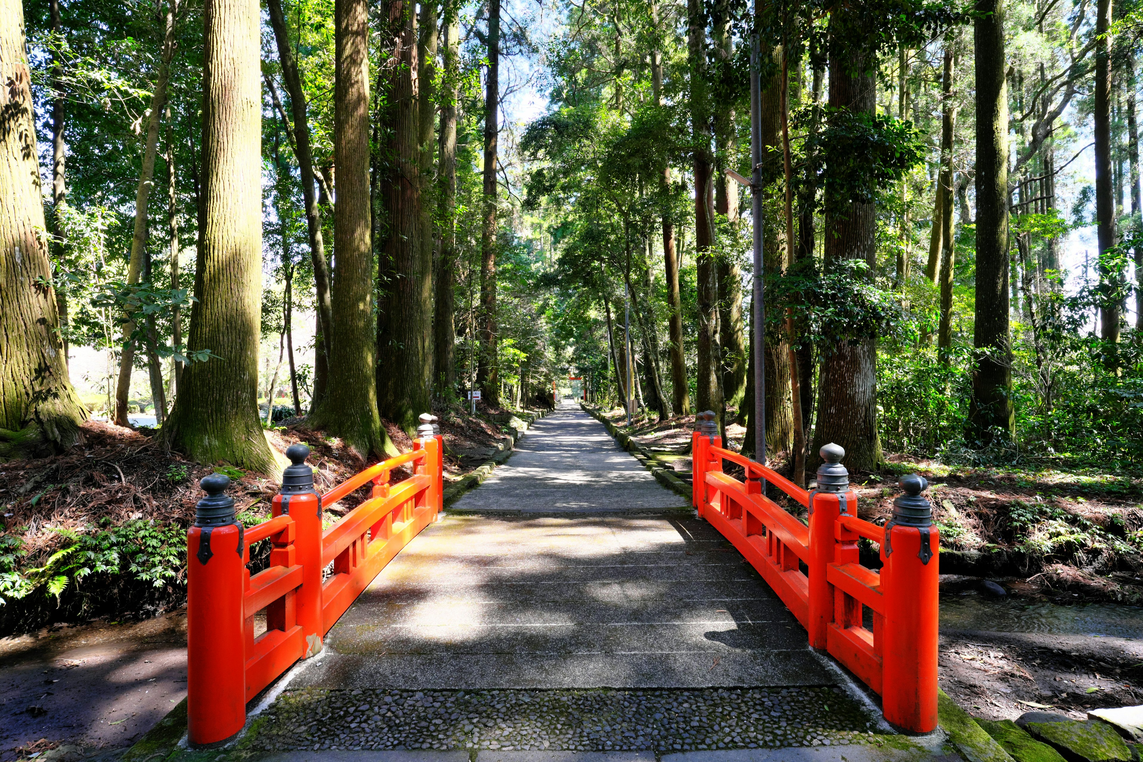 Sendero rodeado de bosque verde con un puente rojo