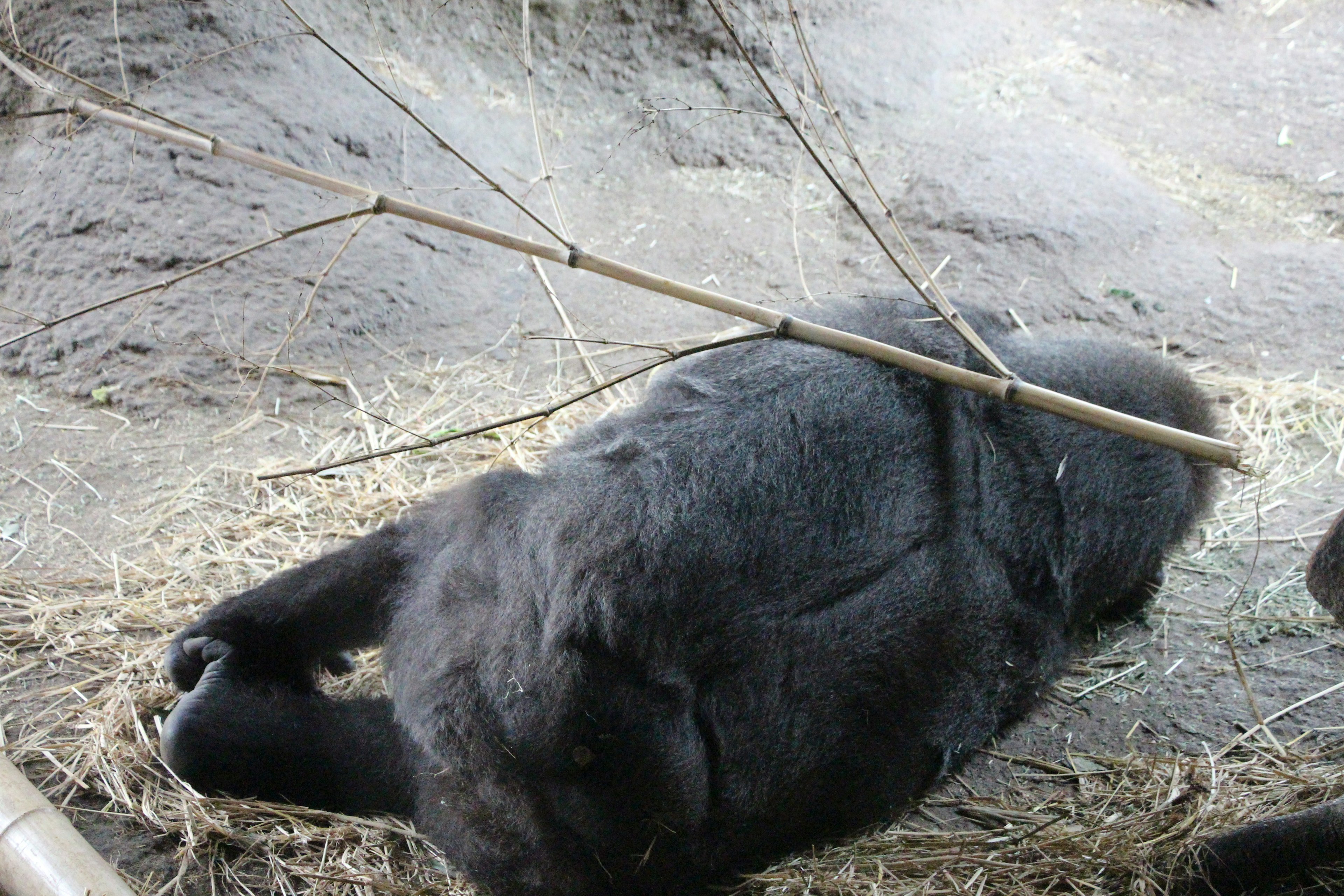 Seekor gorila hitam beristirahat di atas rumput