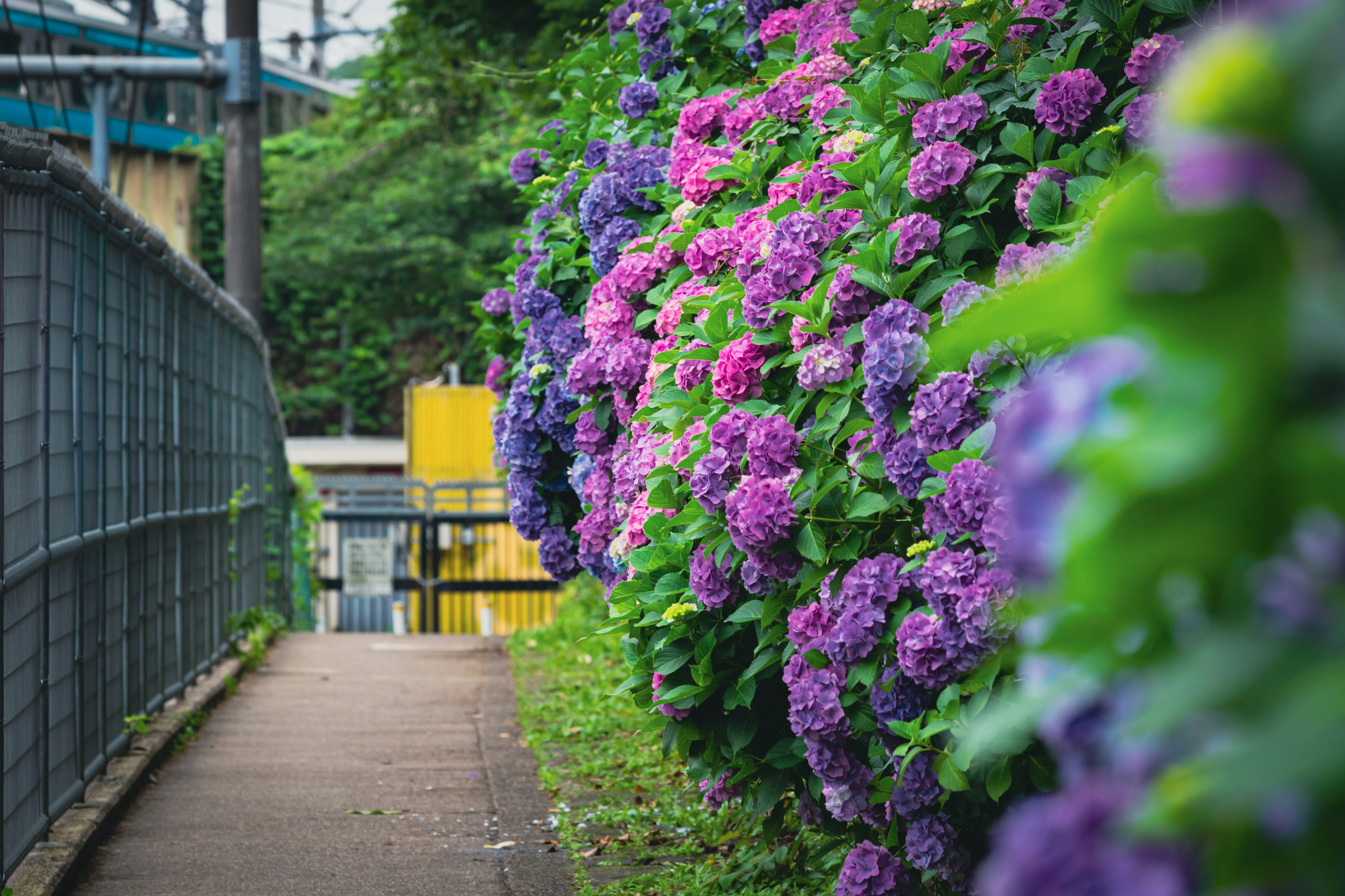 Sentier bordé d'hortensias violets et roses en fleurs