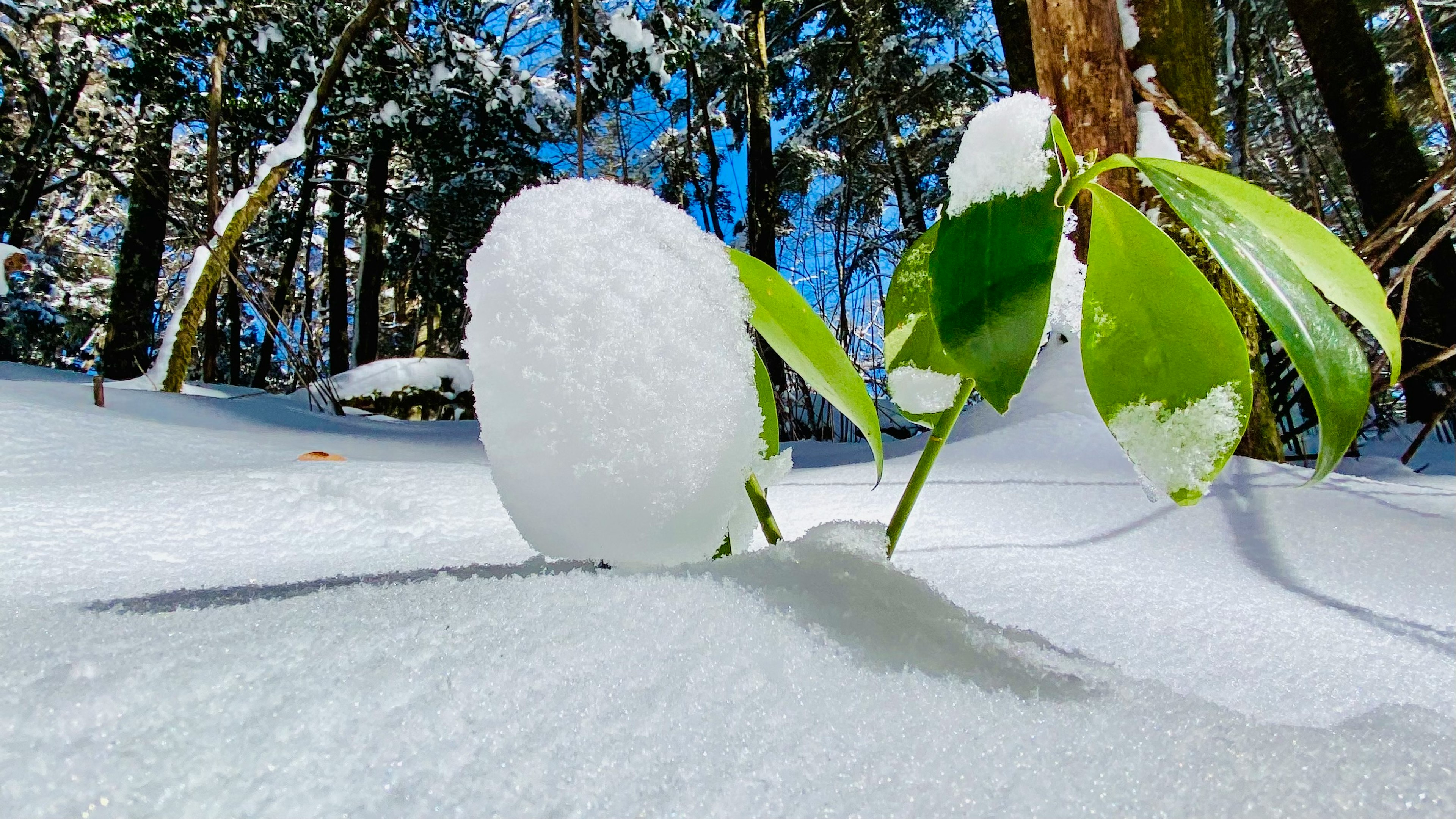 雪に覆われた植物と青空の背景