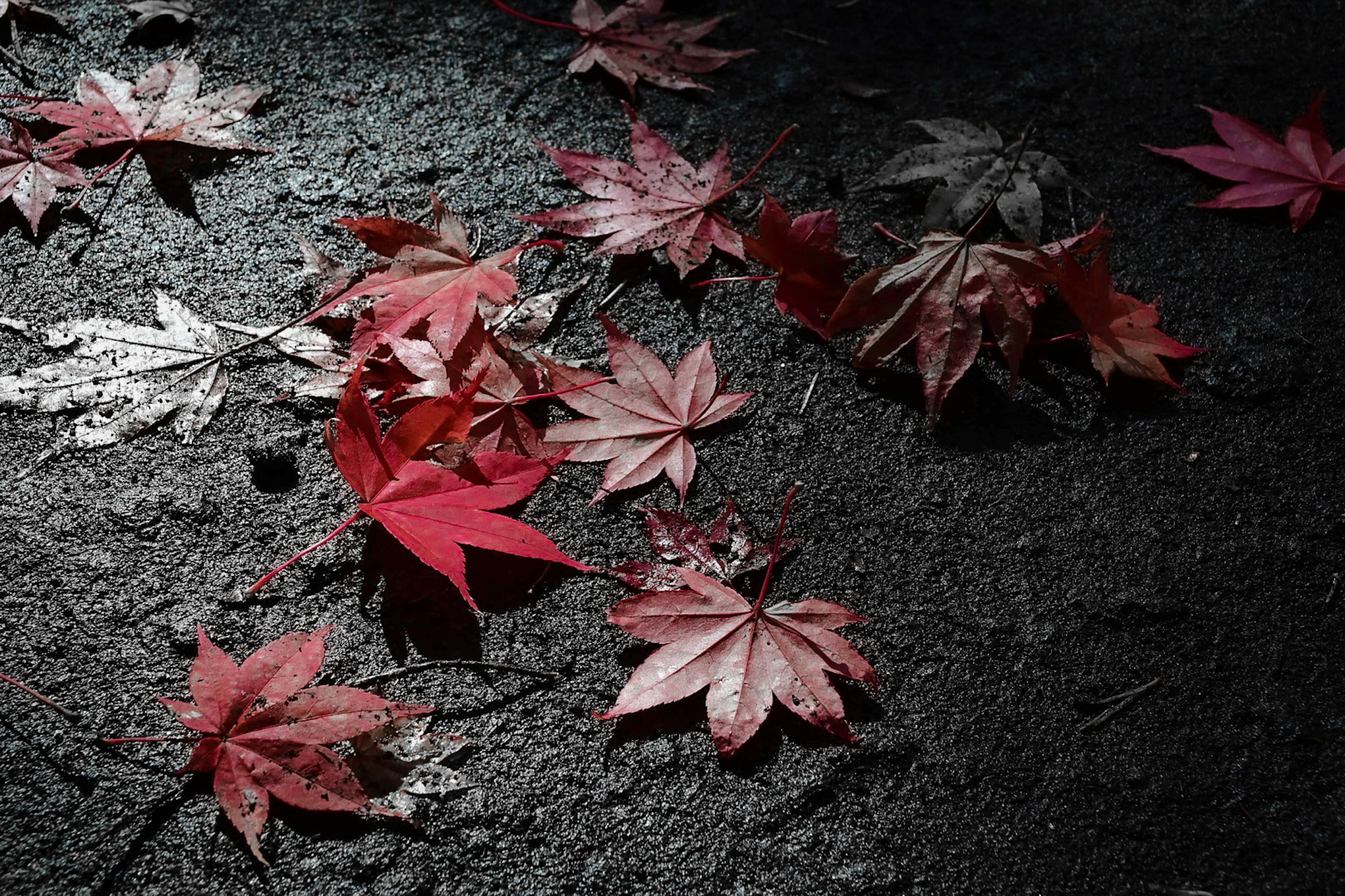 红色枫叶散落在黑色地面上