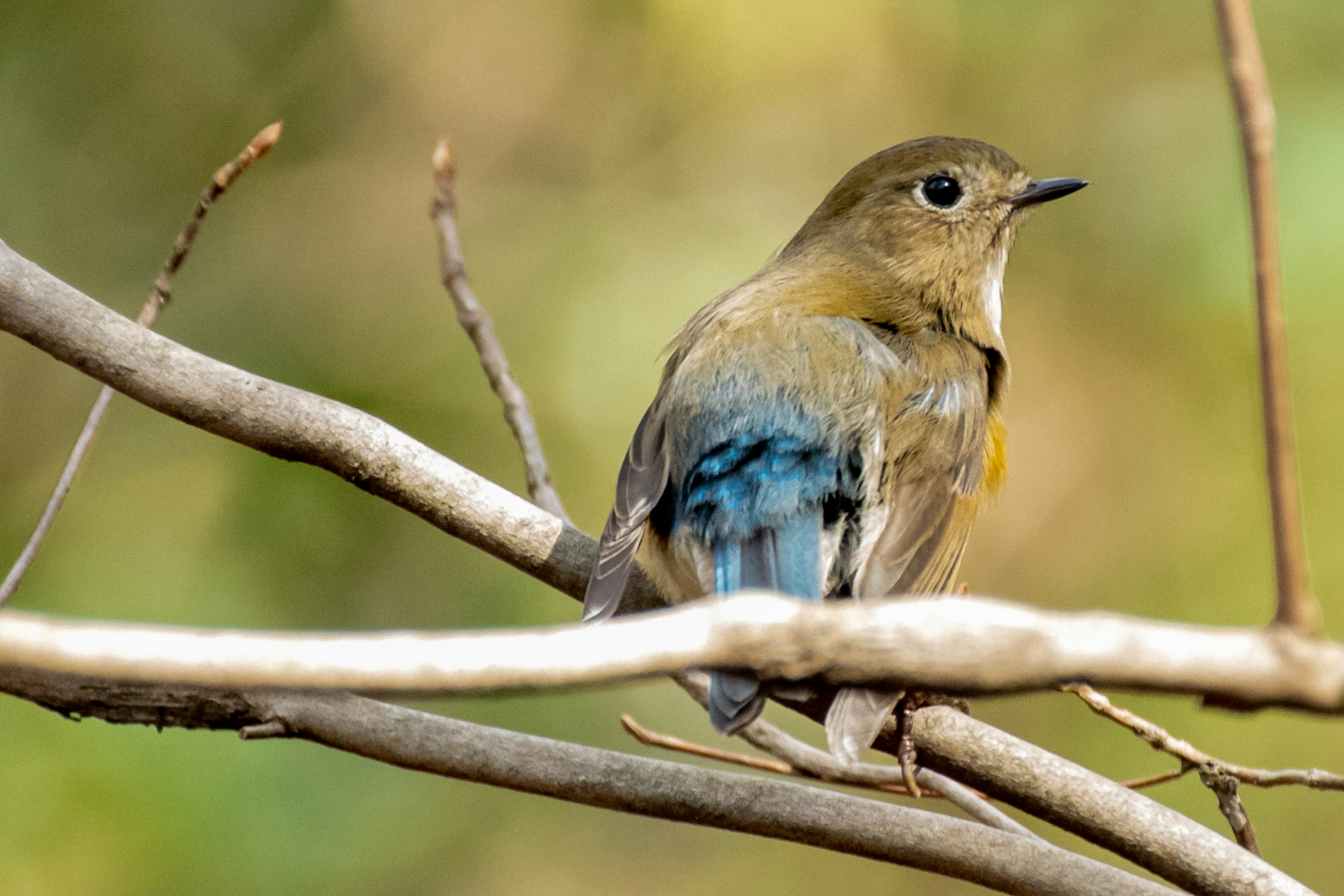 Burung biru kecil bertengger di atas cabang