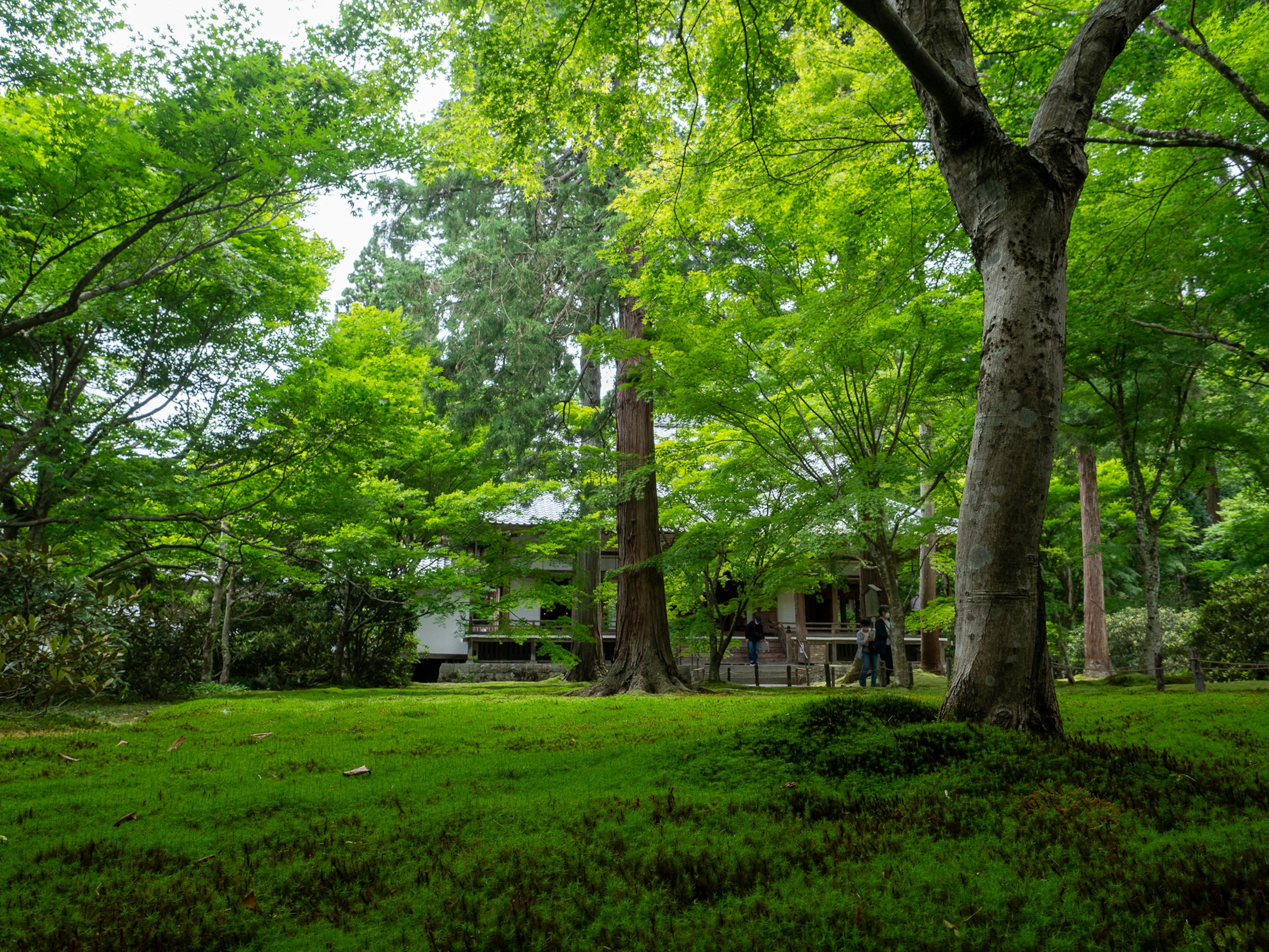 Jardín exuberante que rodea una casa japonesa tradicional