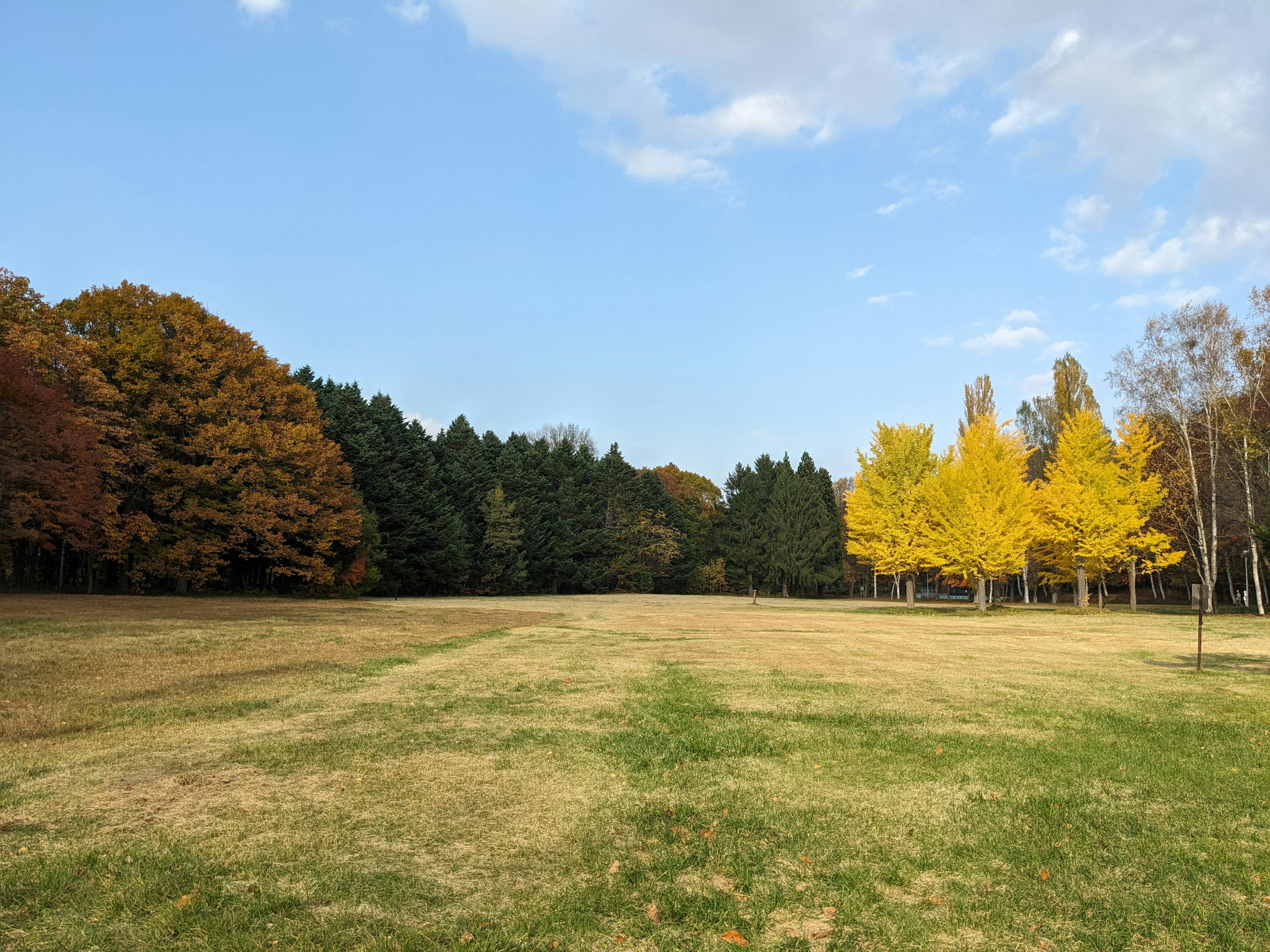 Herbstparklandschaft mit kontrastierenden gelben und grünen Bäumen