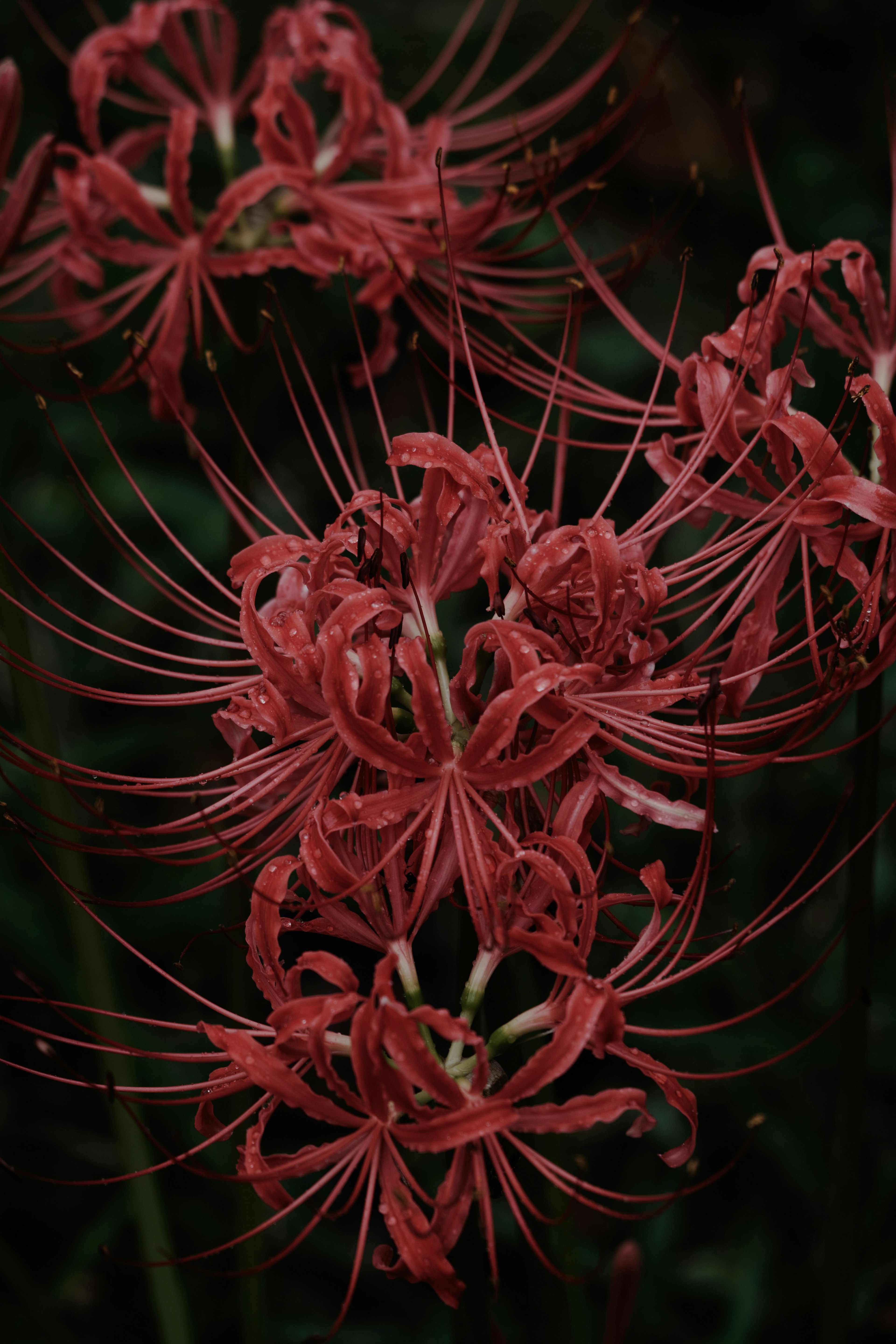 Kumpulan bunga spider lily merah cerah di latar belakang gelap