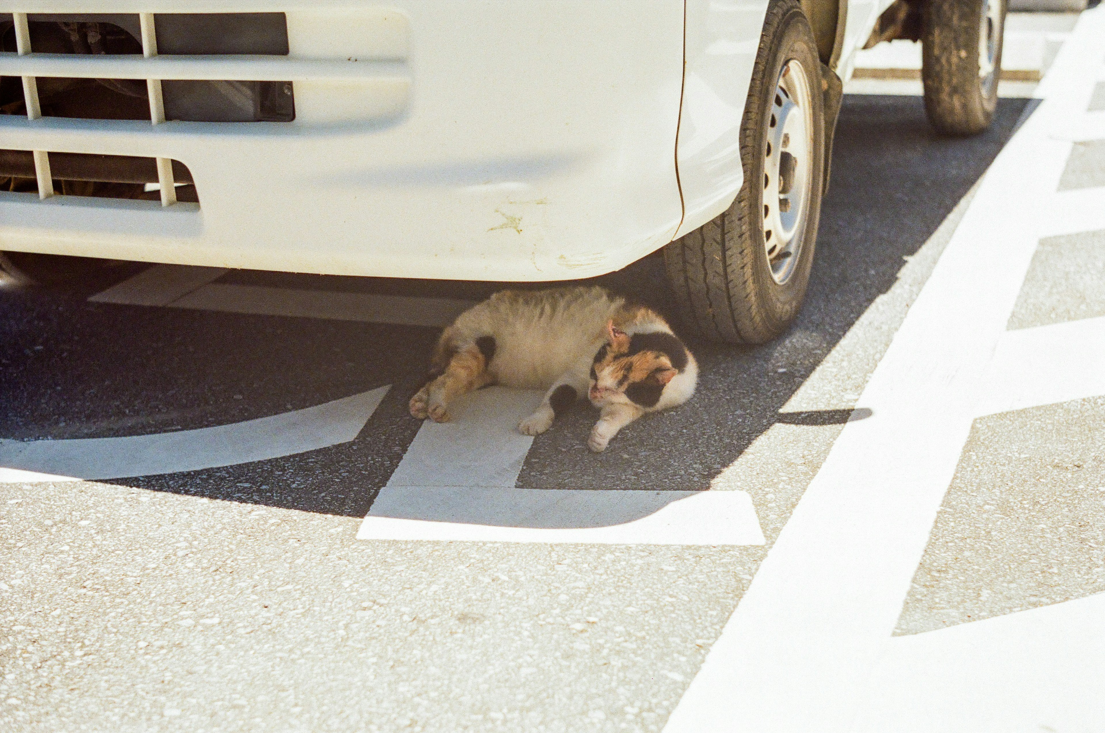 Chien dormant sous un véhicule dans un parking