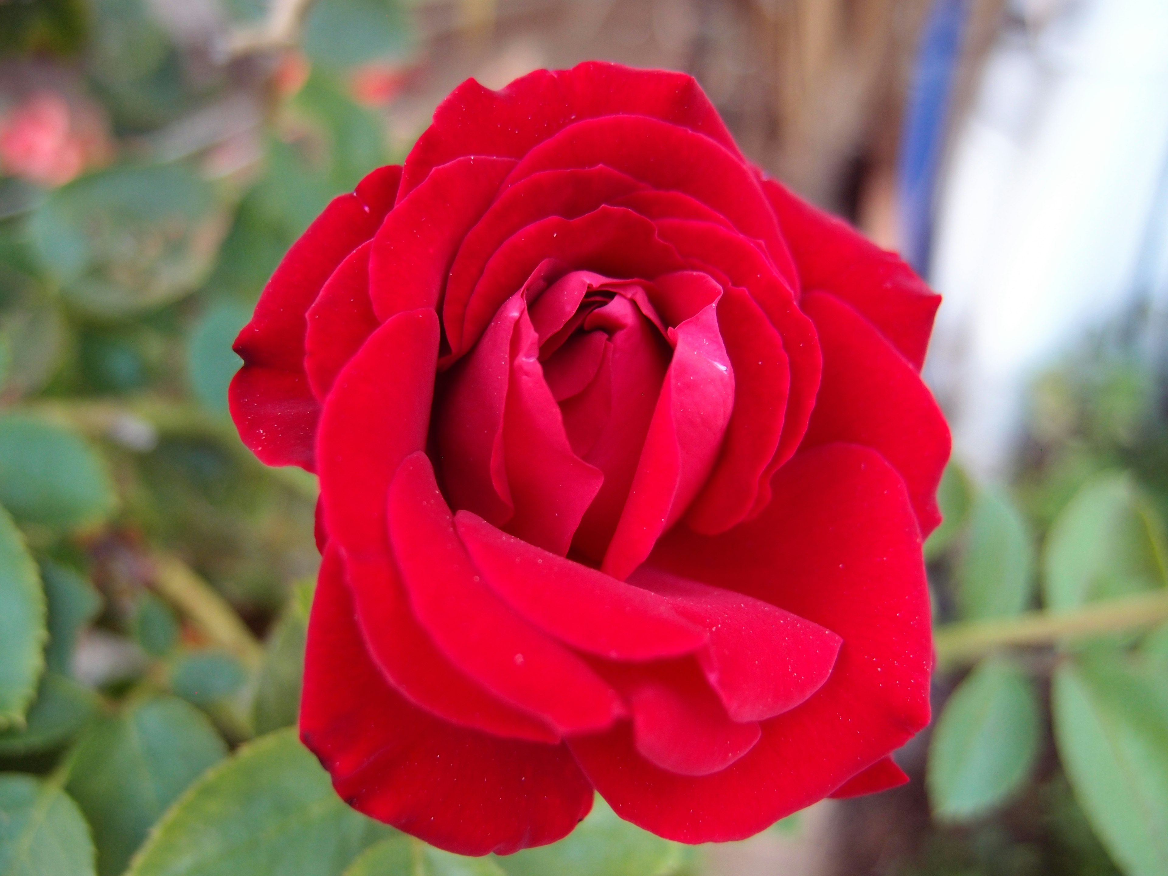 Eine lebendige rote Rose in voller Blüte umgeben von grünen Blättern